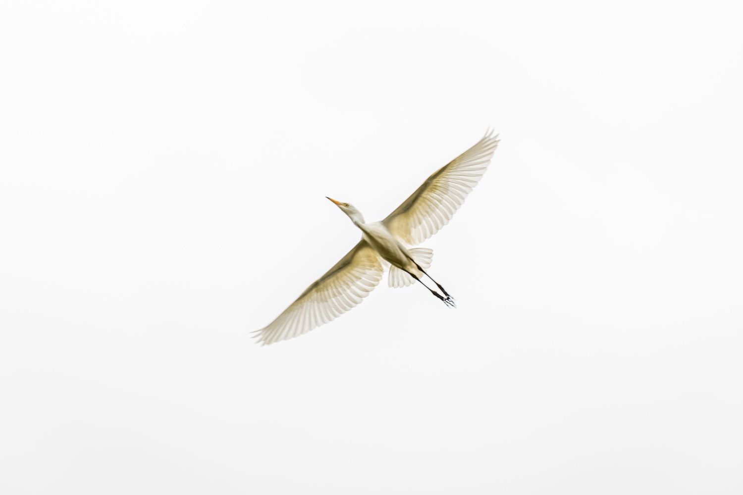 White egret soaring with outstretched wings against a bright white sky.