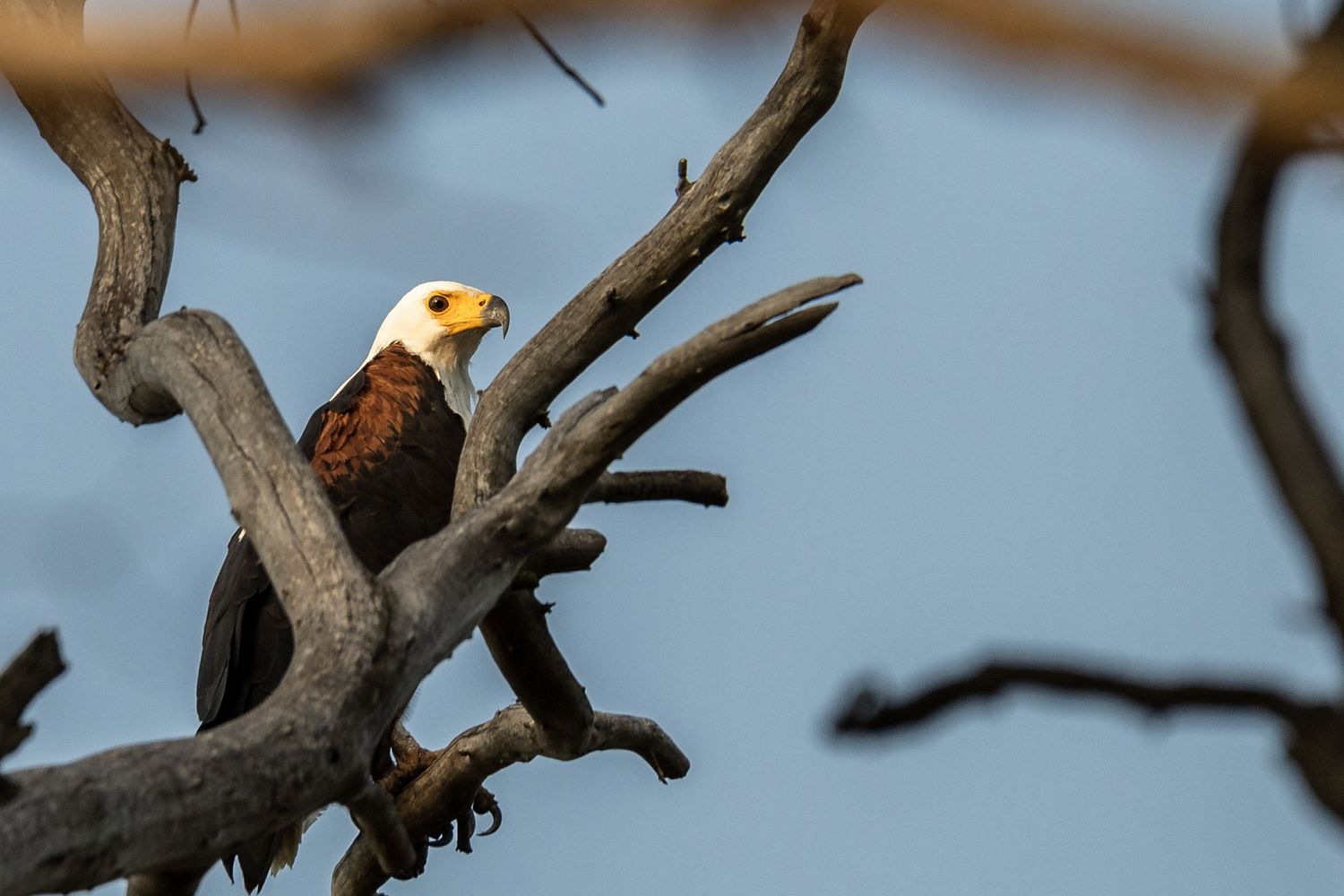 Fish eagle perched on dead tree branch against blue sky.