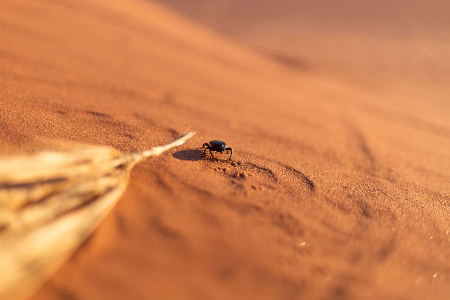 Close-up of tiny insect climbing on orange desert sand.