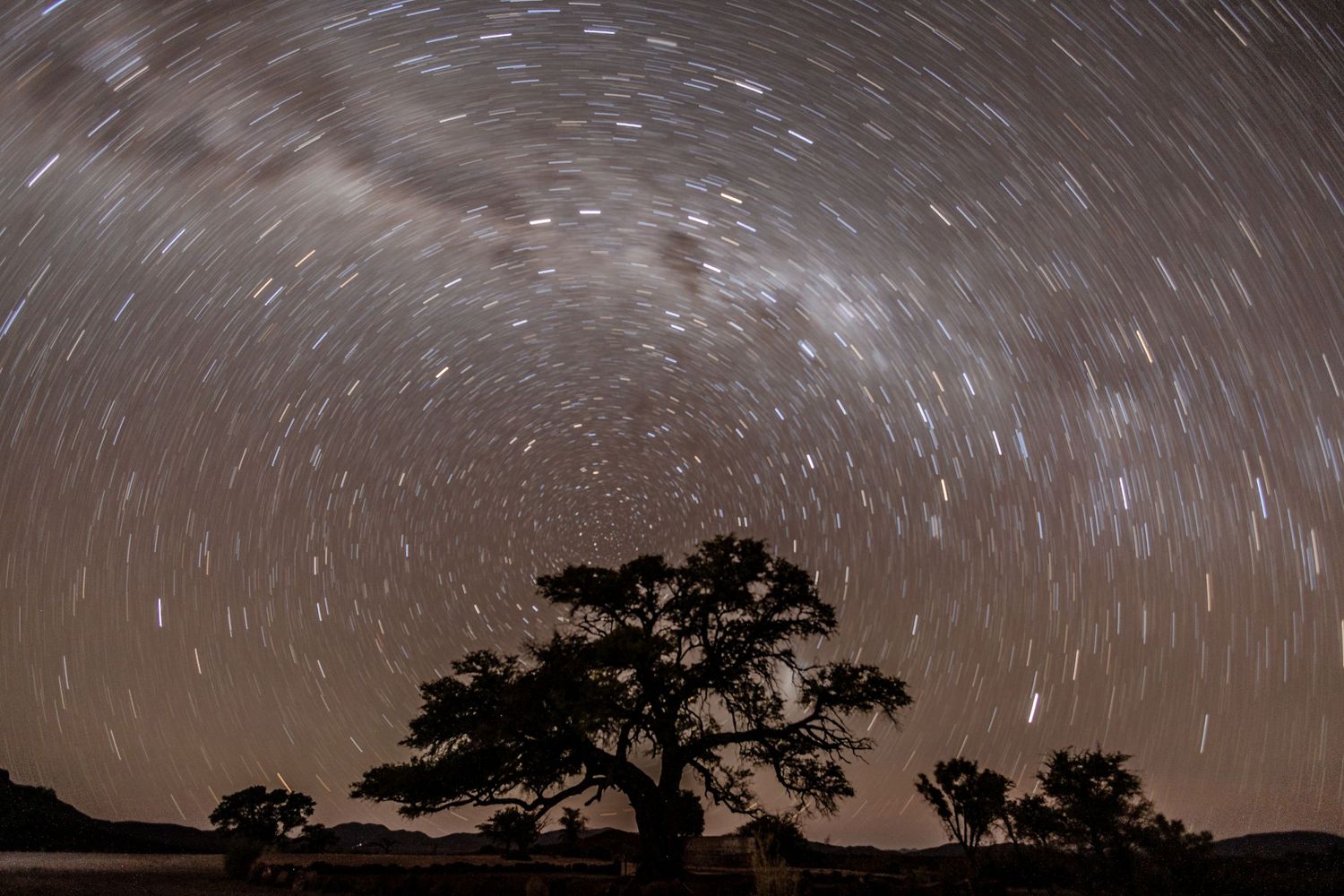 Long exposure photograph of star trails swirling over a silhouetted acacia tree at night.