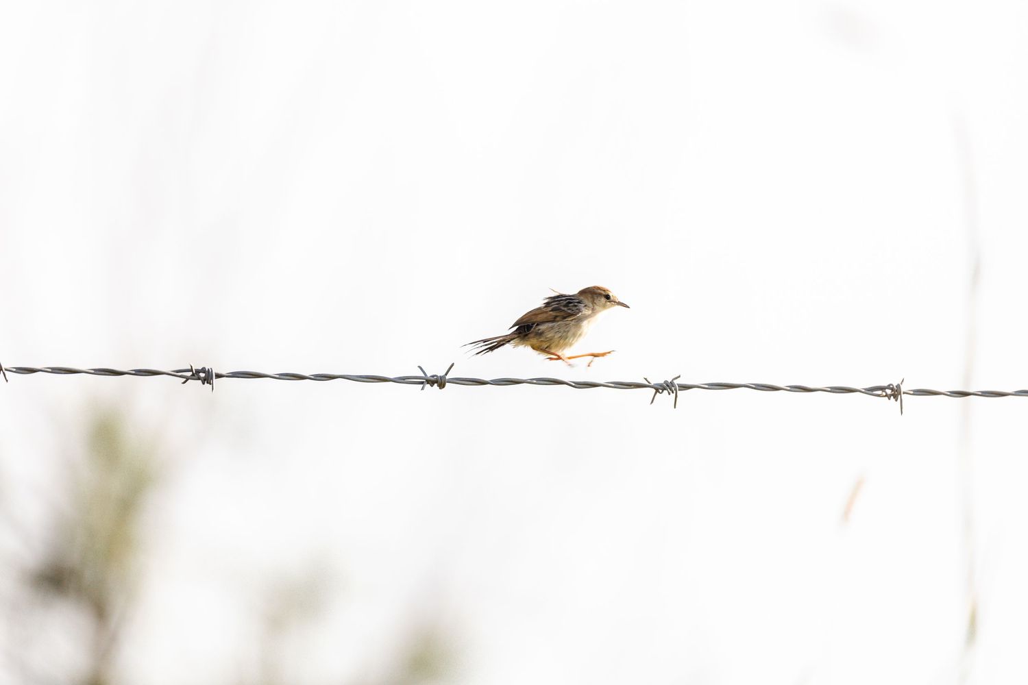 Small bird perched on a barbed wire fence against a blurred background.