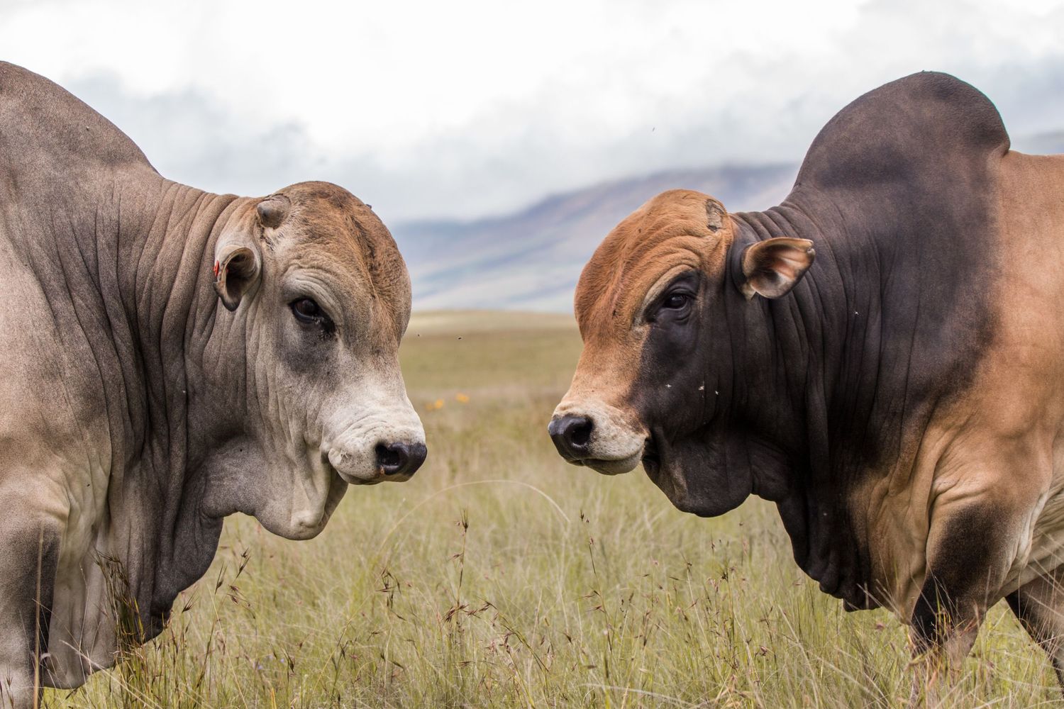 Close up of two bulls facing each other in a grassy field with mountains behind.