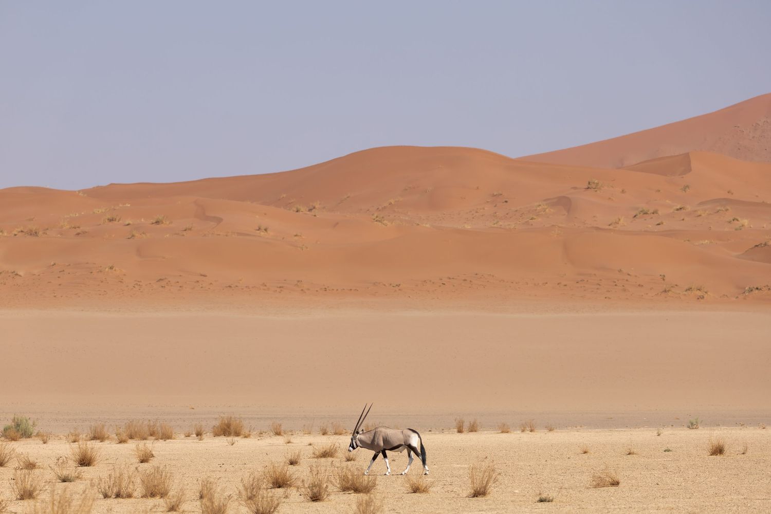 Lone oryx antelope walking across vast desert sand dunes in warm light.