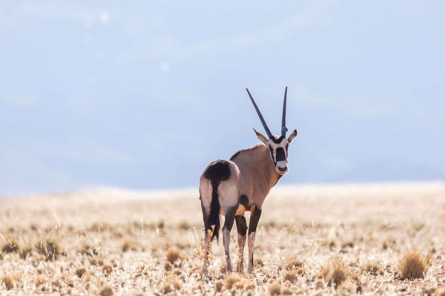 A lone oryx antelope stands in a dry grassland against a misty sky background.