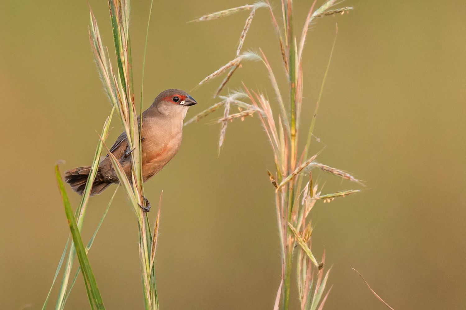 Small red-breasted bird perched among tall grass stalks in warm sunlight.