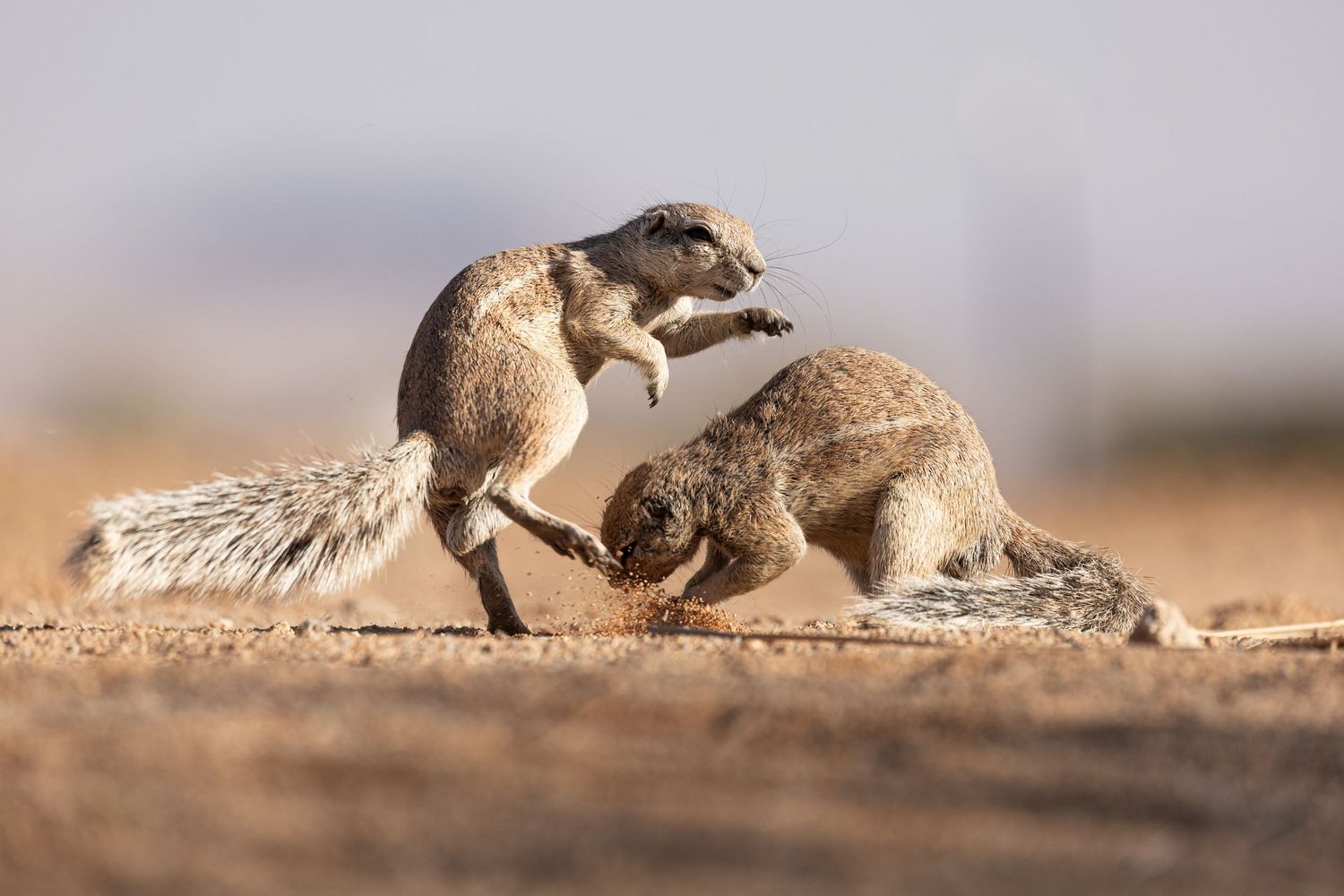 Two ground squirrels playing and fighting in desert sand under natural lighting.