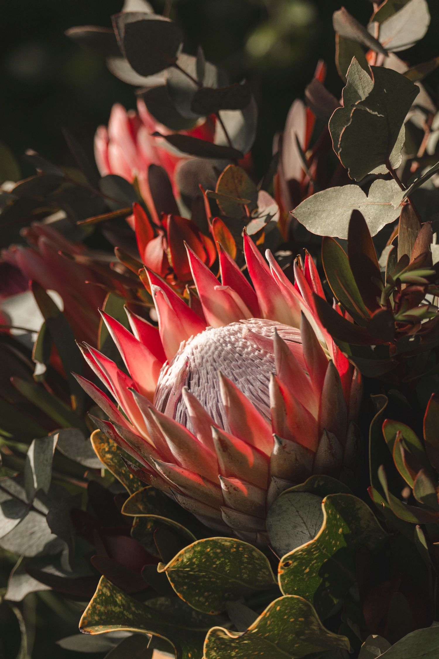 Close up of a red protea flower with dark green foliage in dramatic lighting.
