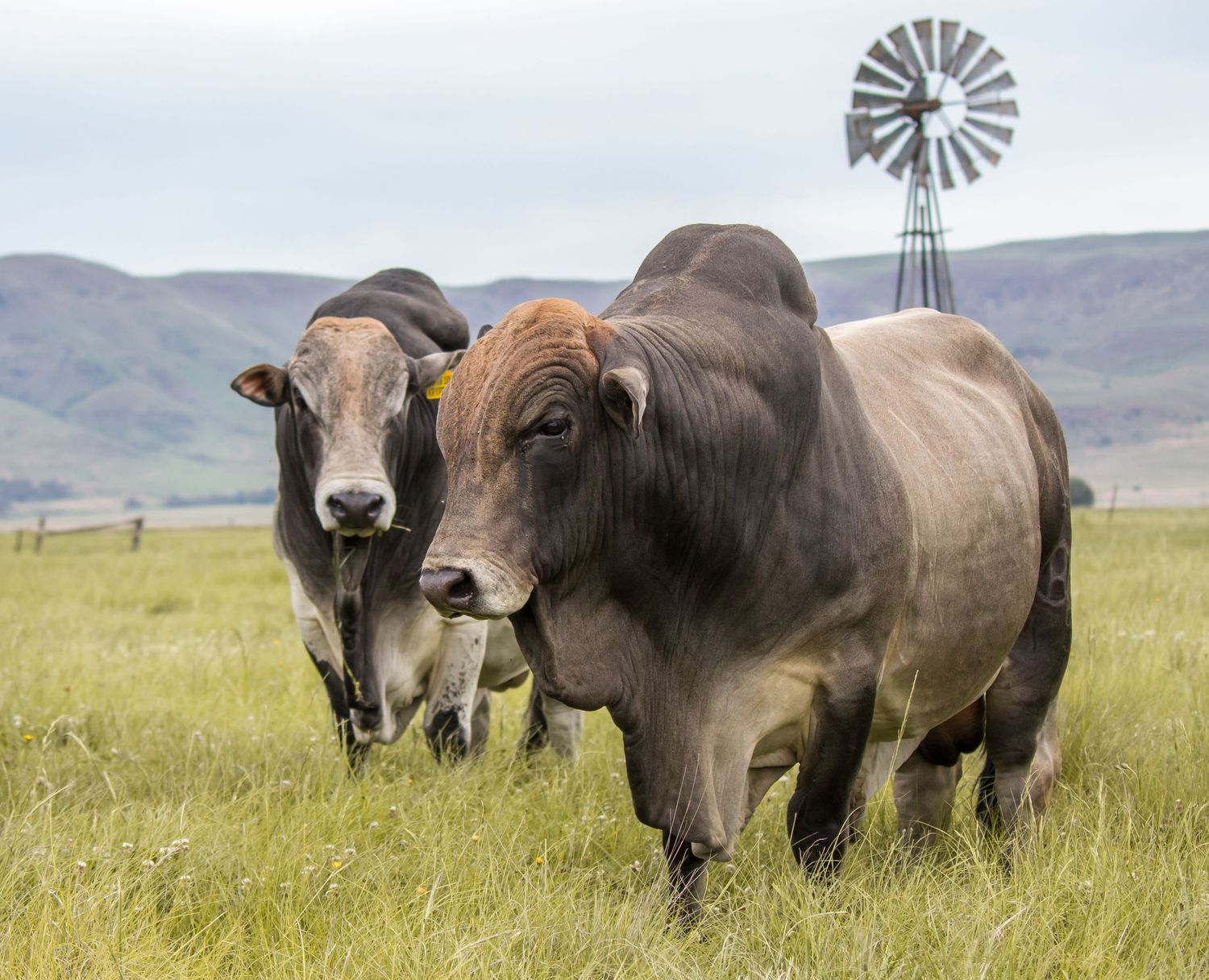 Two bulls grazing in a grassy field with a windmill in the background.