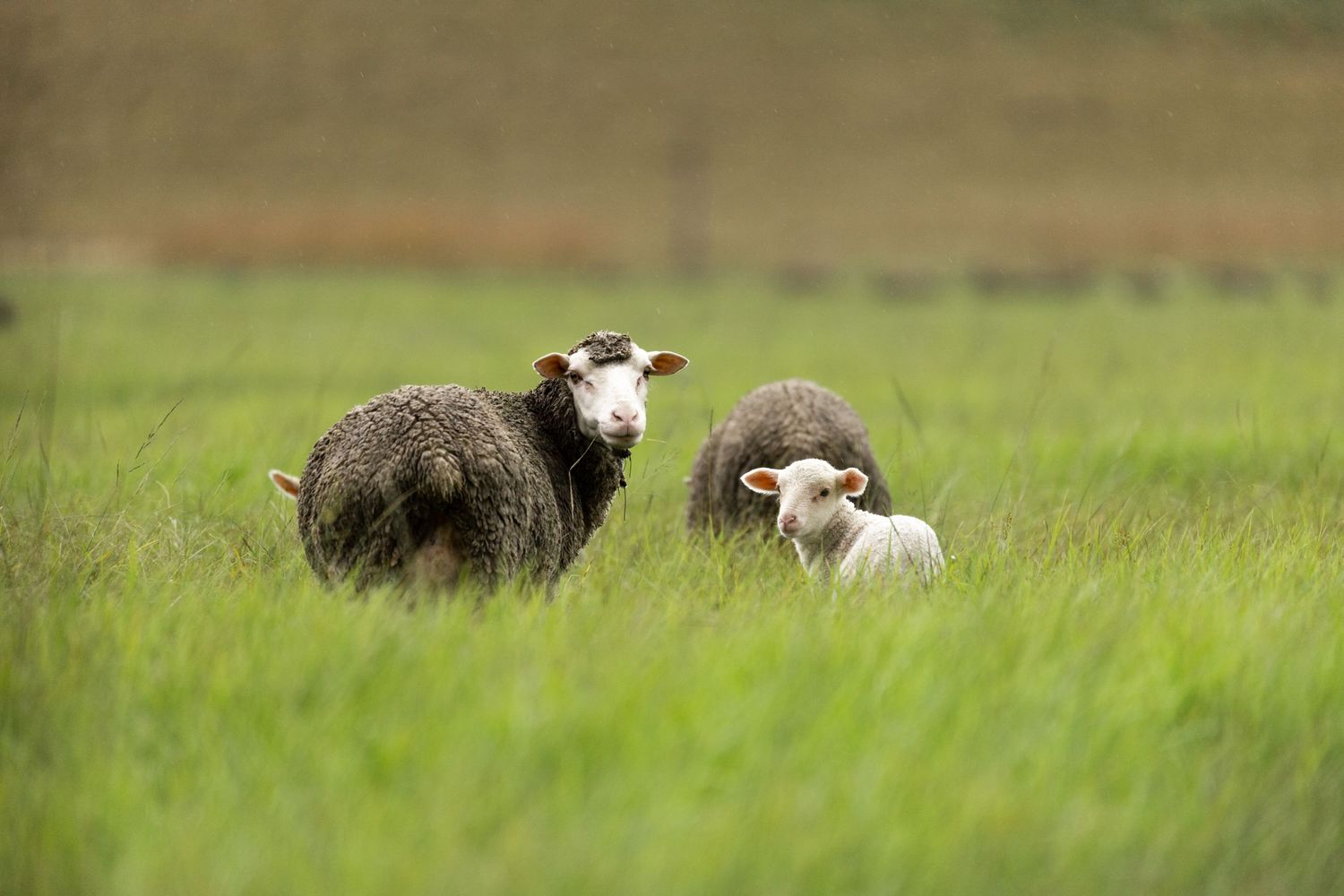 Two sheep with thick wool coats grazing together in a lush green field.