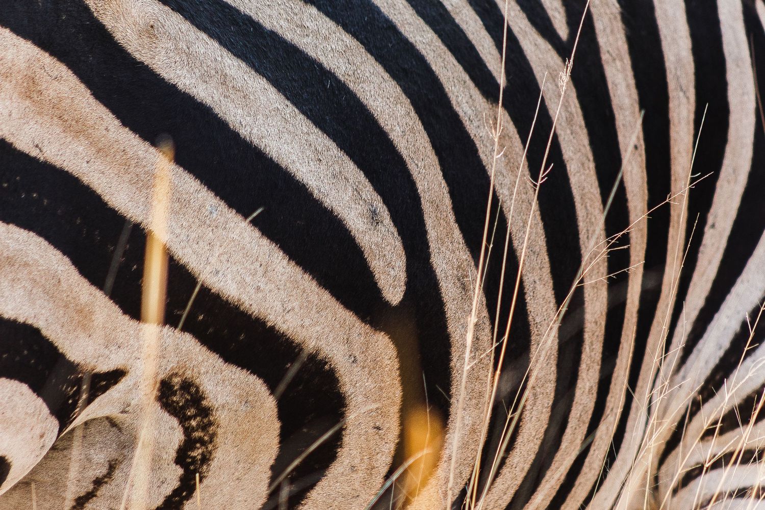 Close-up detail of black and white zebra stripes showing natural pattern and texture.