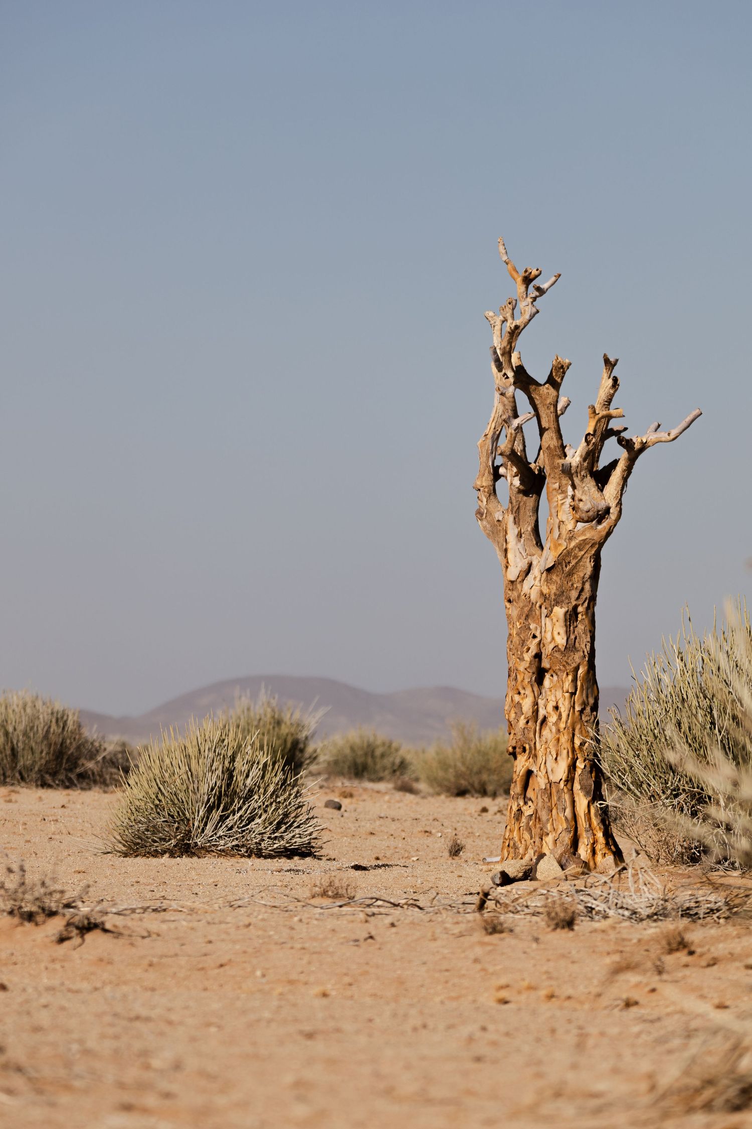 Dead twisted tree standing alone in desert landscape with mountains in background.