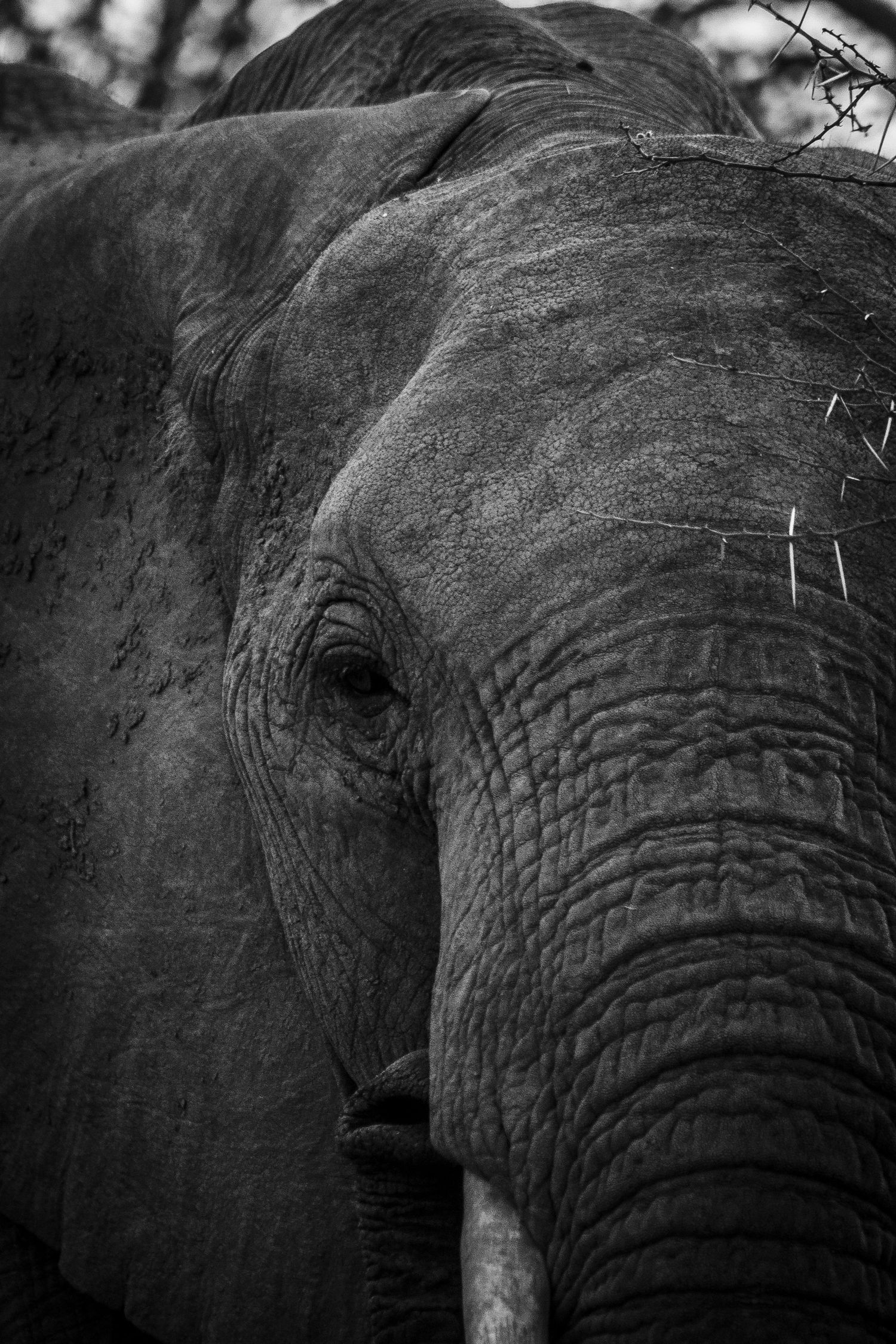 Close-up black and white portrait of an African elephant's face showing textured skin and tusk.