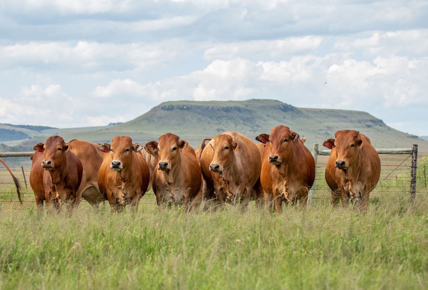 Six brown cattle stand in a row on grassy plains with a mesa formation in the distance.