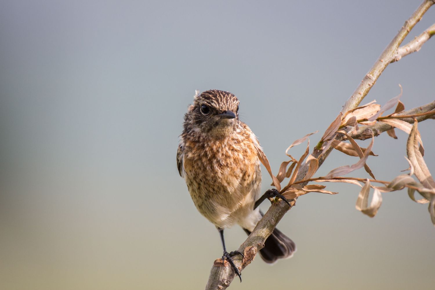 Brown sparrow perched on dry branch with soft bokeh background.