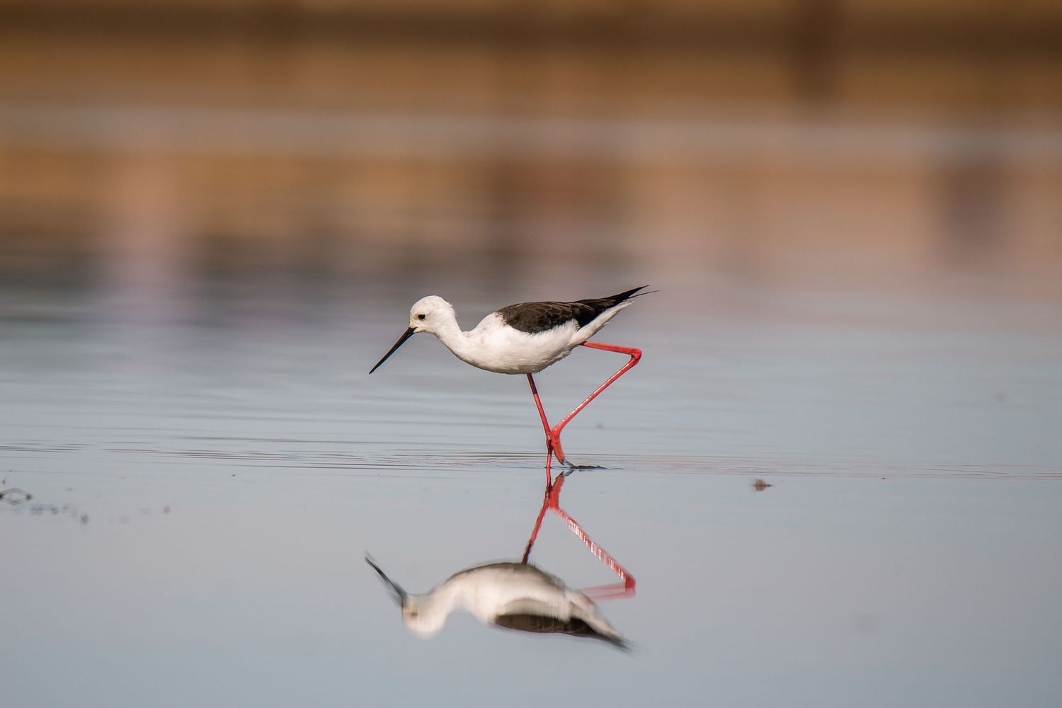 Wading bird with long red legs walking through shallow water with reflection.