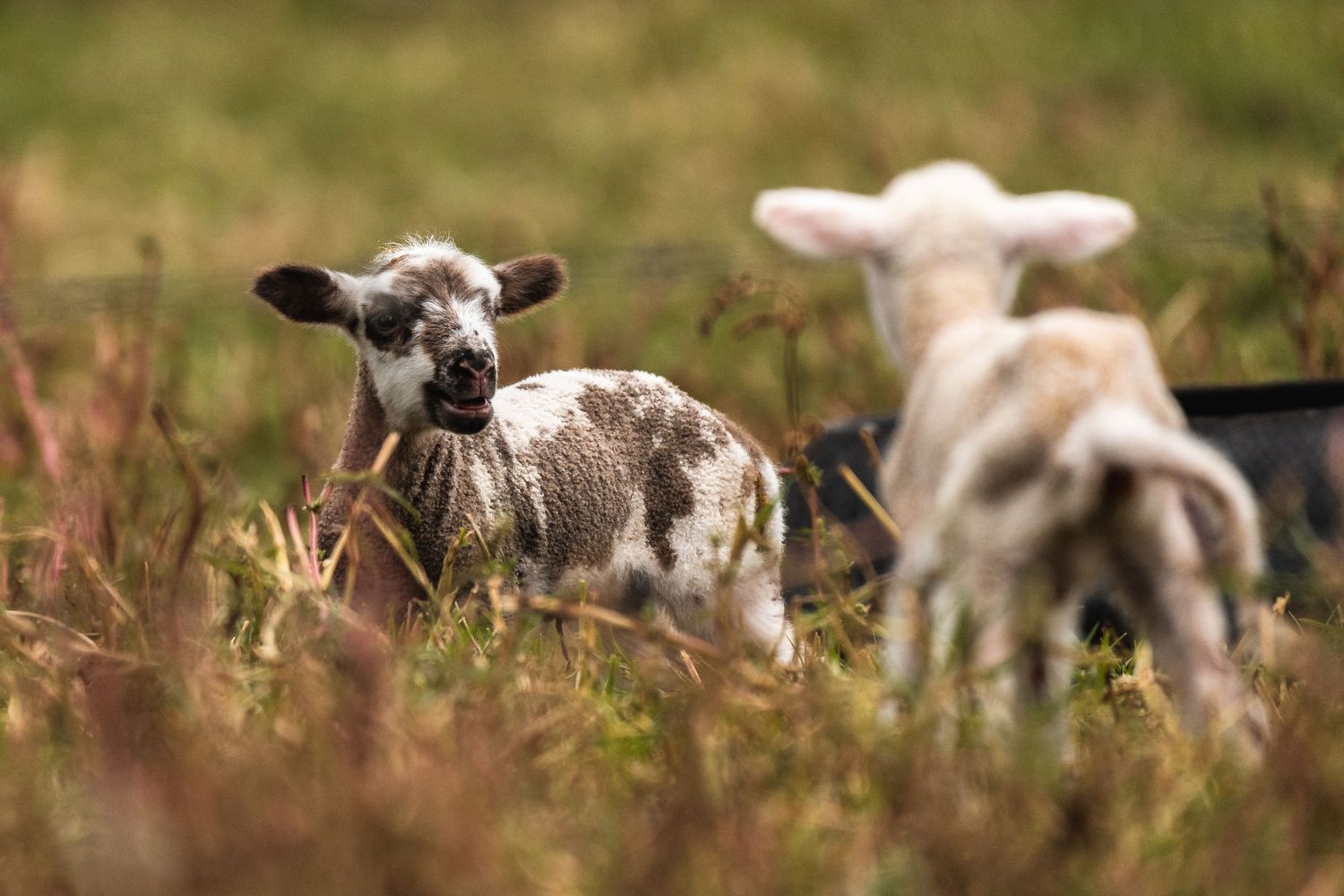 Young lambs playing and grazing in tall grass during spring.