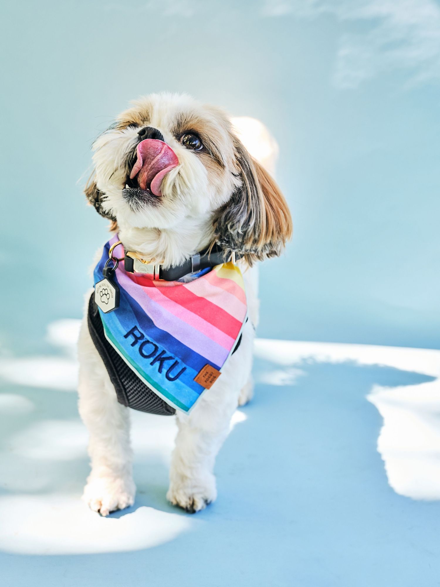 Small white and brown dog on a blue dappled light background