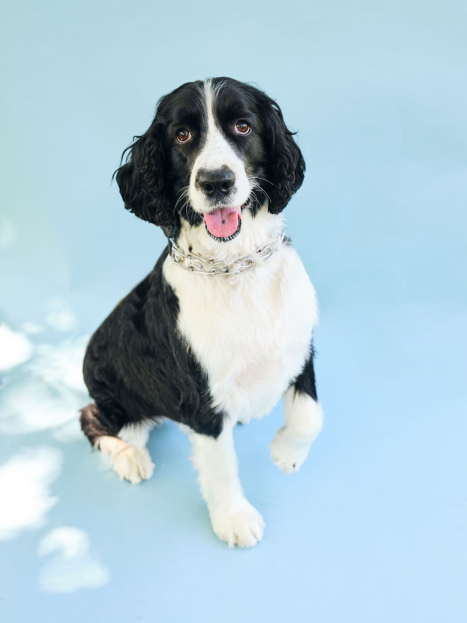 Black and white dog smiling against a blue backdrop
