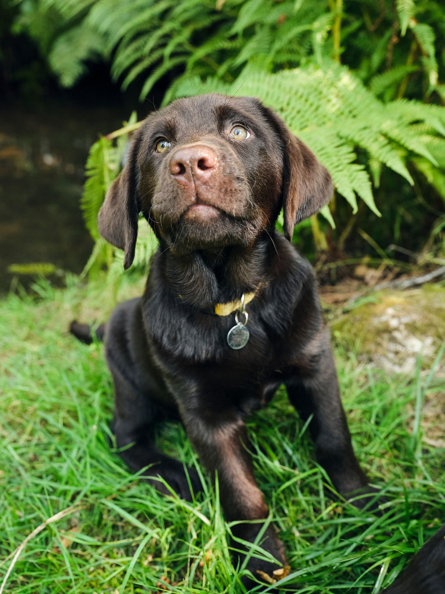 Chocolate lab puppy sitting in grass and leaning towards the camera