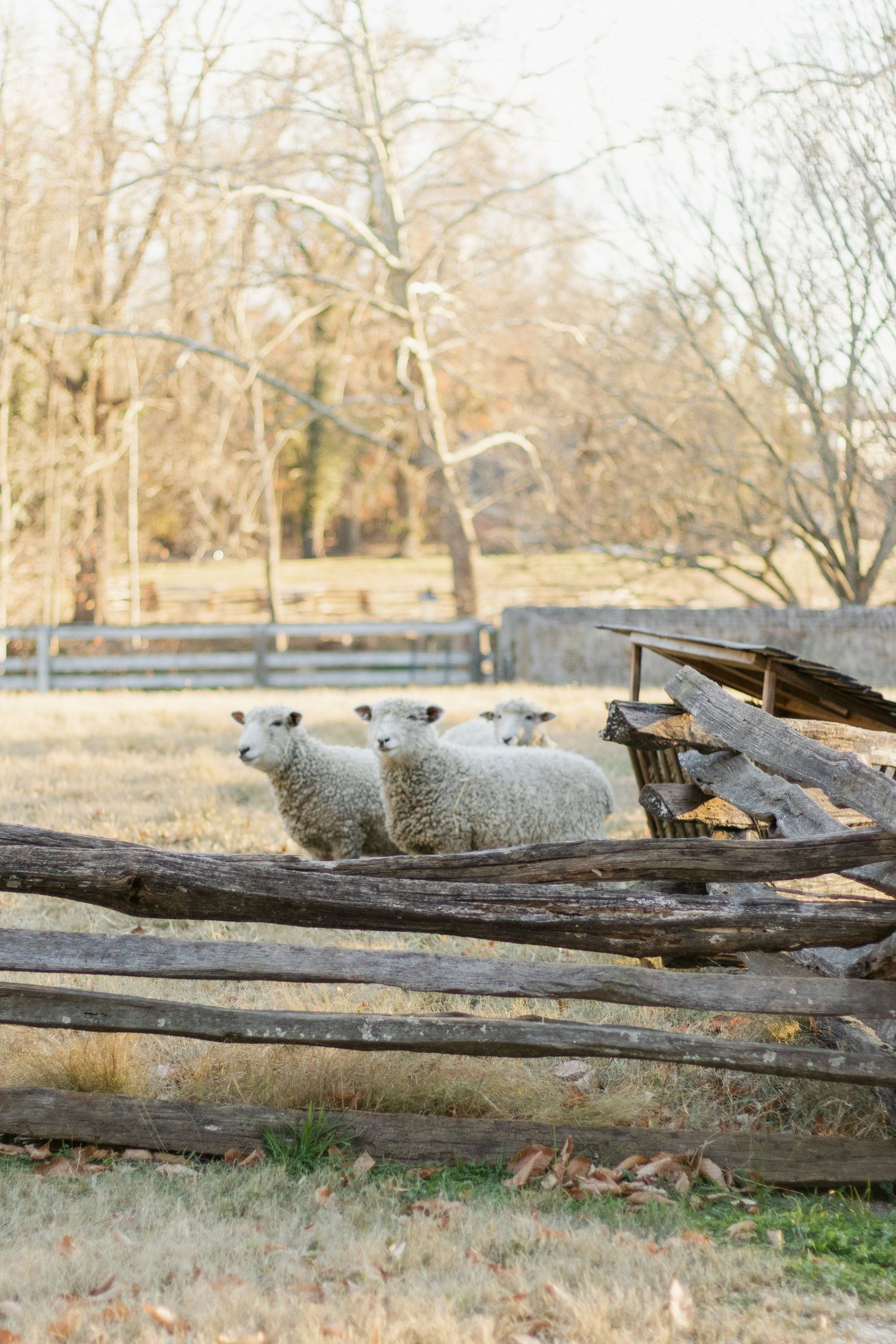 Two sheep resting beside rustic wooden logs in a pastoral farm setting during golden hour.