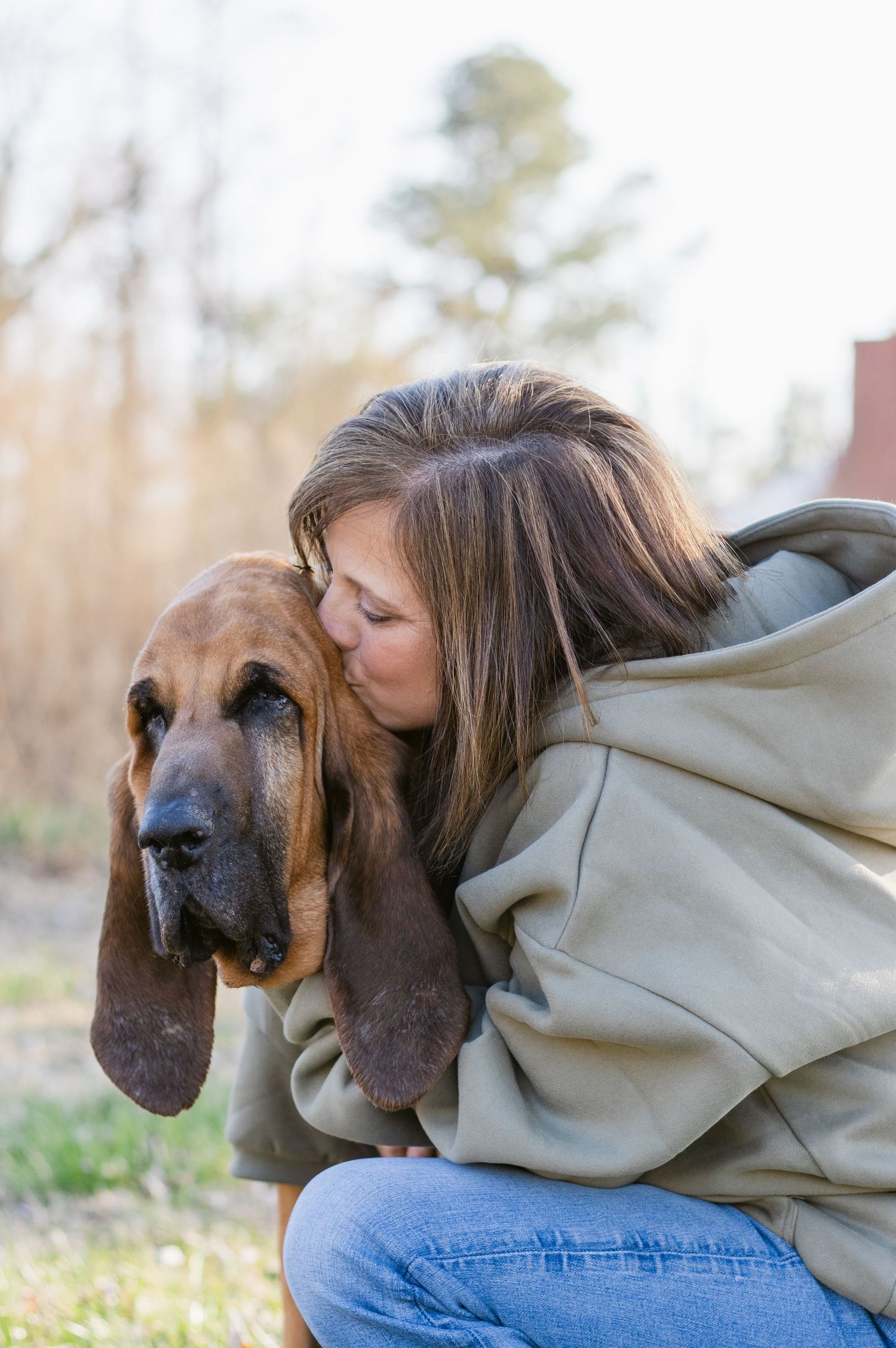 A bloodhound with wrinkled face and long ears gets affectionate attention while laying in denim-clad lap outdoors.