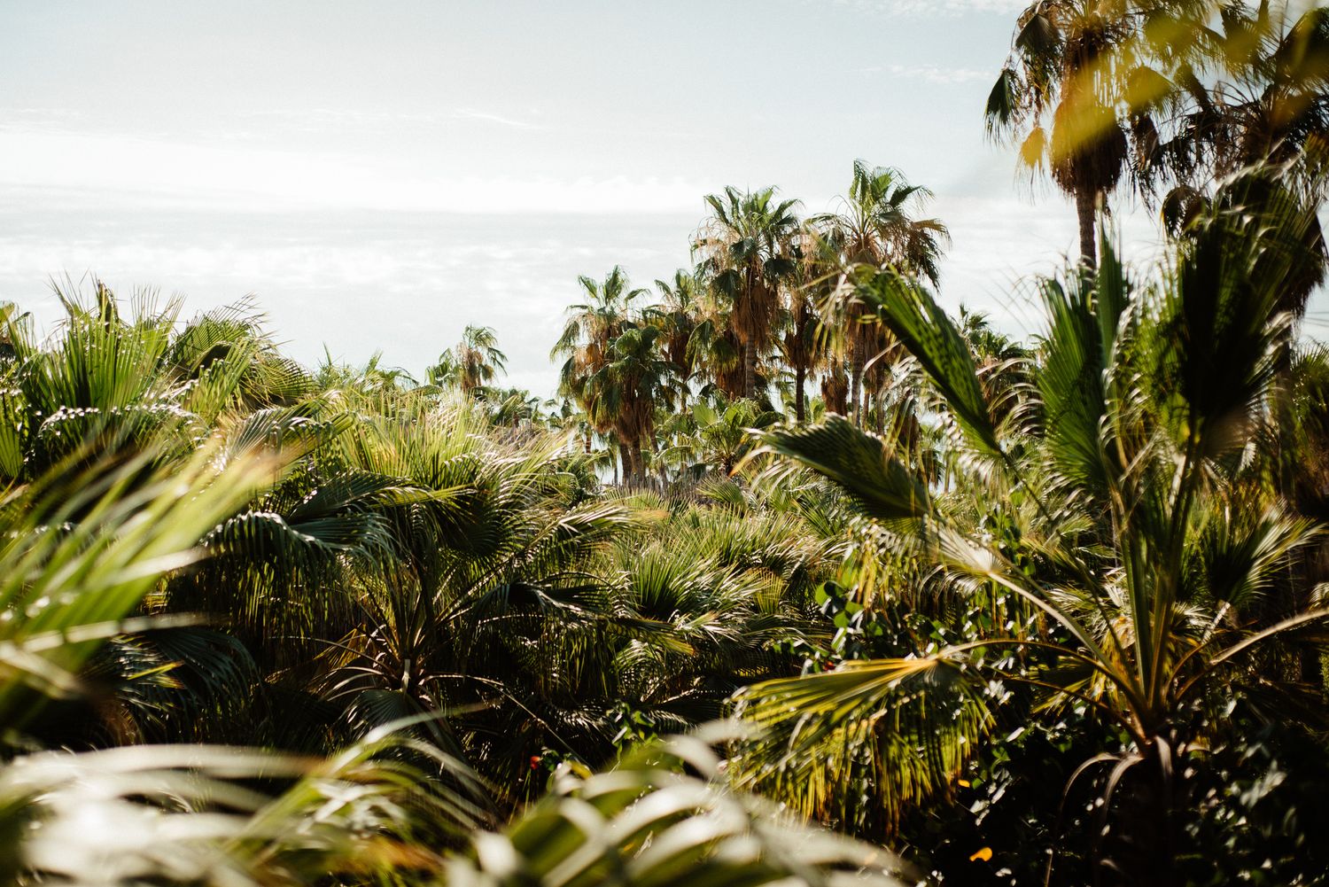 Lush tropical palm tree landscape with soft sunlight filtering through the leaves.