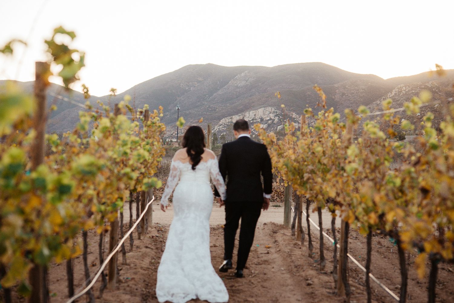 Couple walking through vineyard rows at sunset with mountains in background.