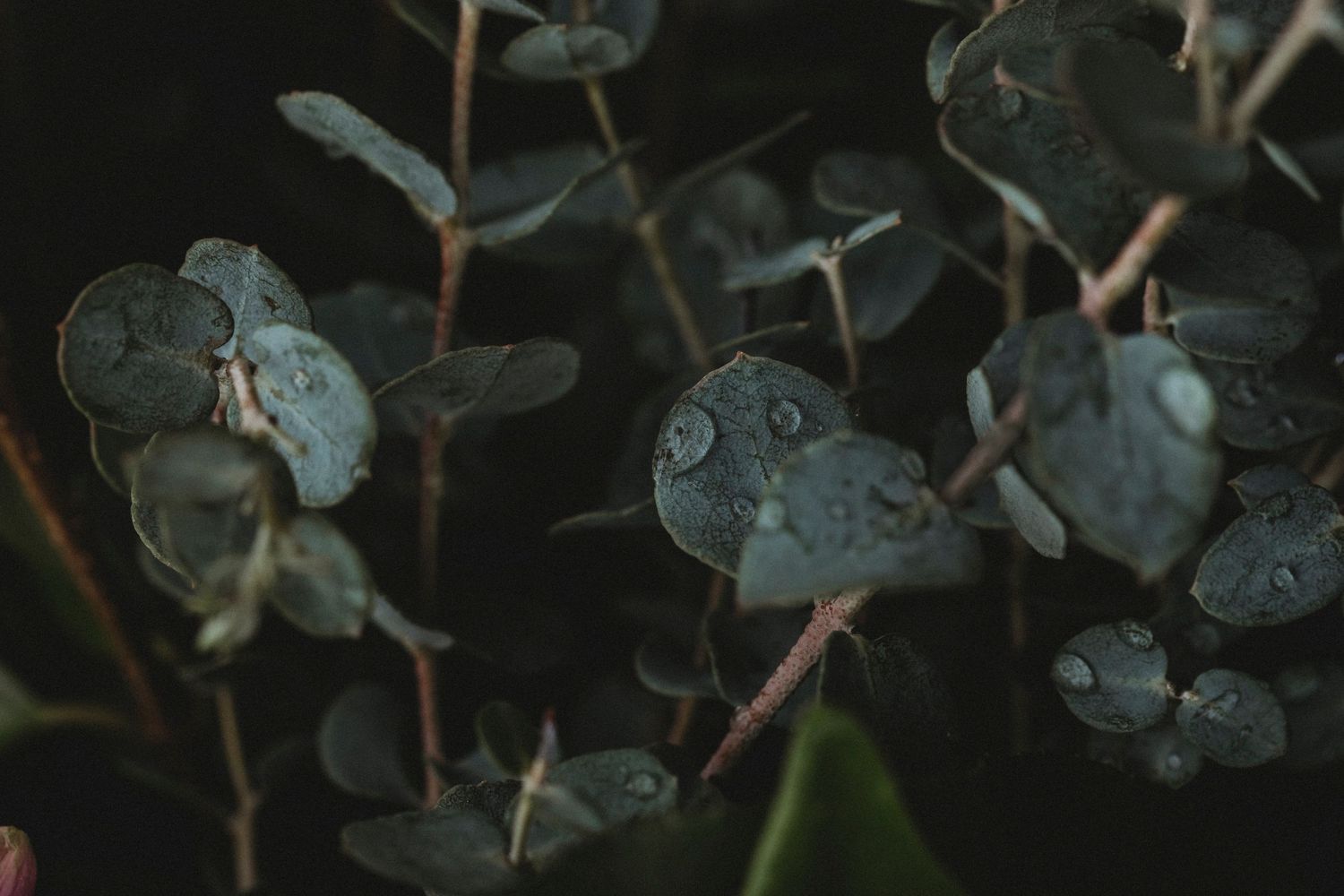 Moody eucalyptus leaves with water droplets used as a nature-inspired background image.