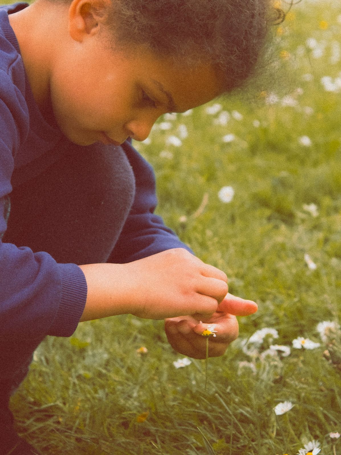 Enfant en sweat bleu examinant attentivement une petite fleur tenue dans ses mains dans une prairie.
