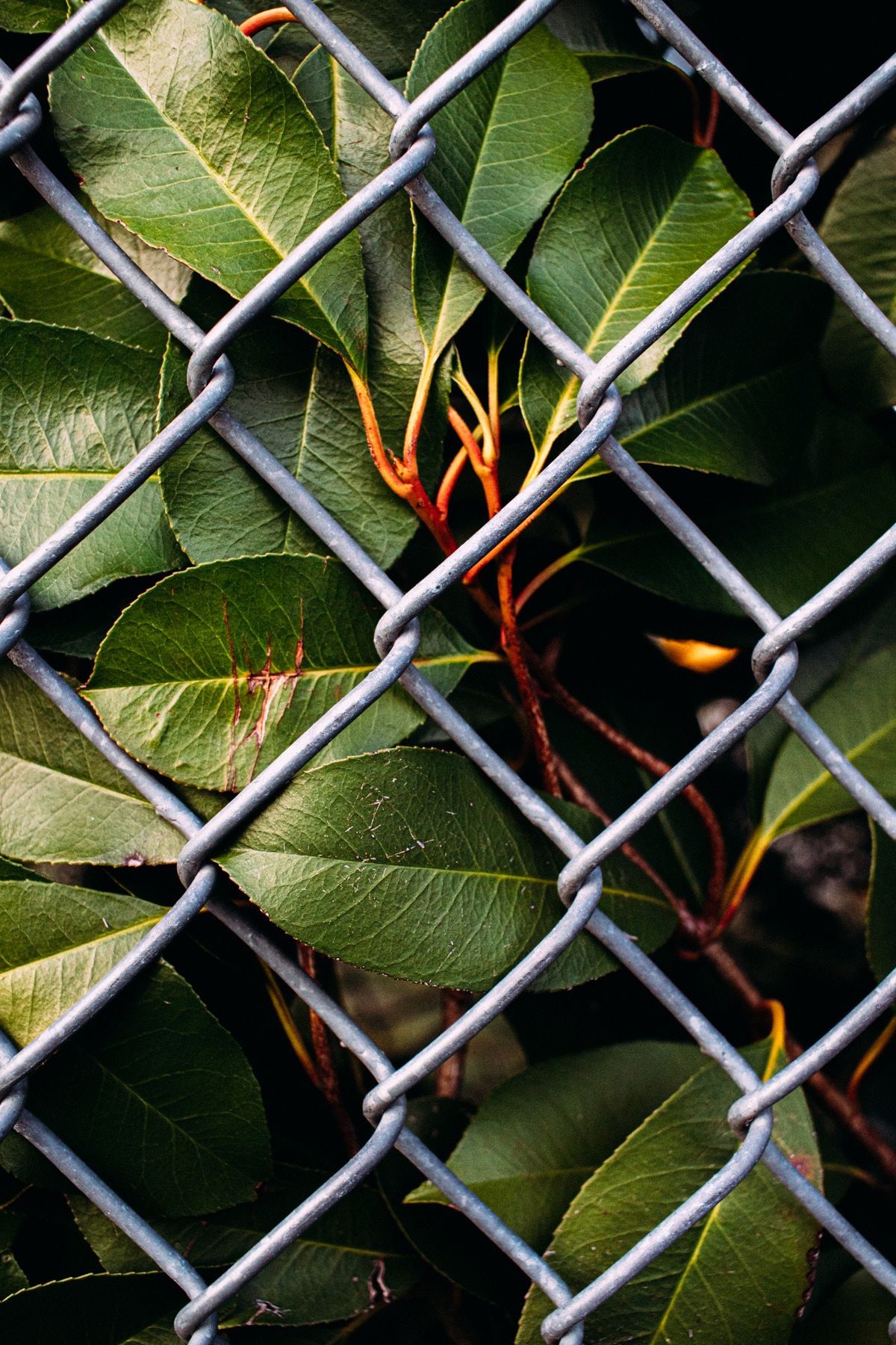 Hearts Home Photography, By Priscilla Grier