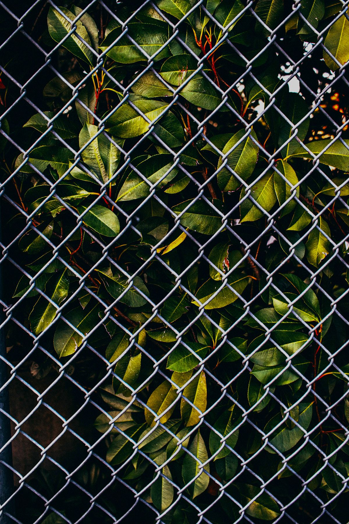 Hearts Home Photography, By Priscilla Grier