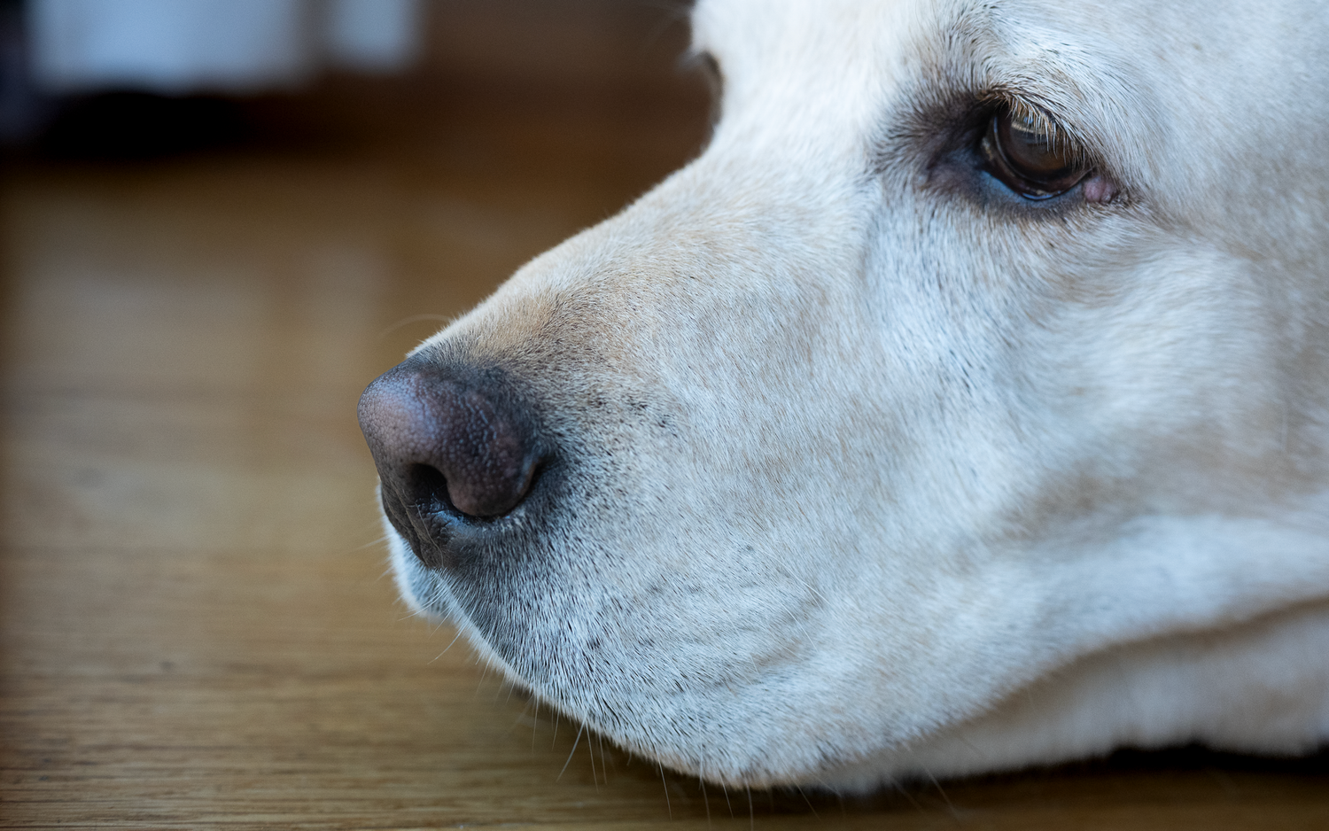 pets end of life holiday