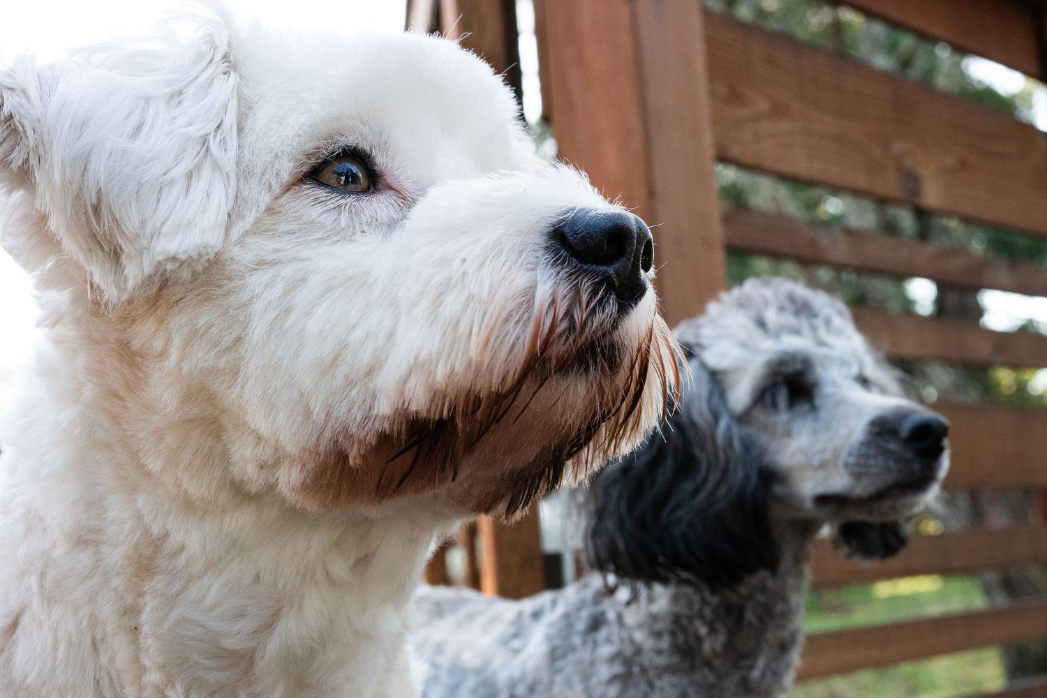 pets end of life holiday