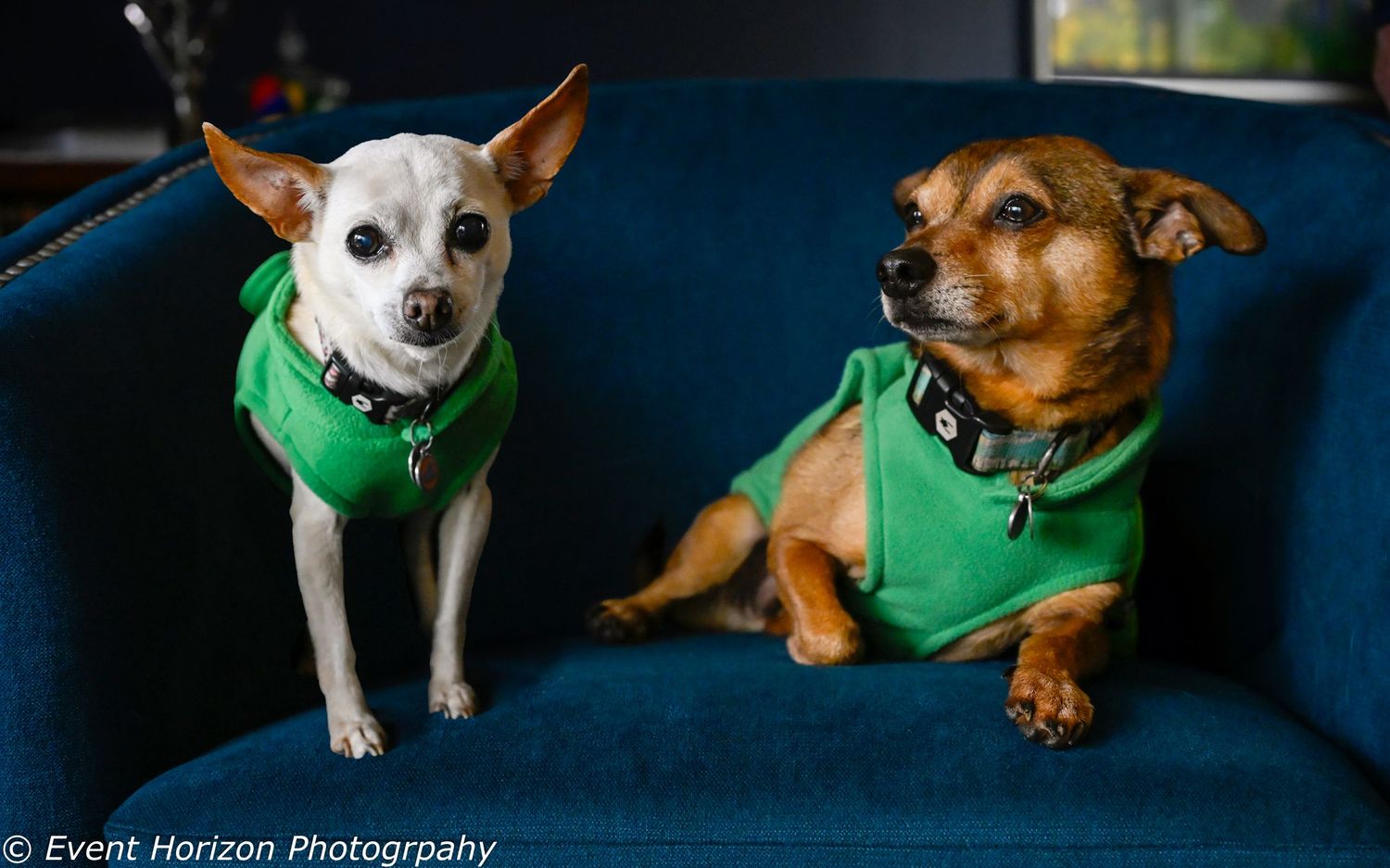 pets end of life holiday