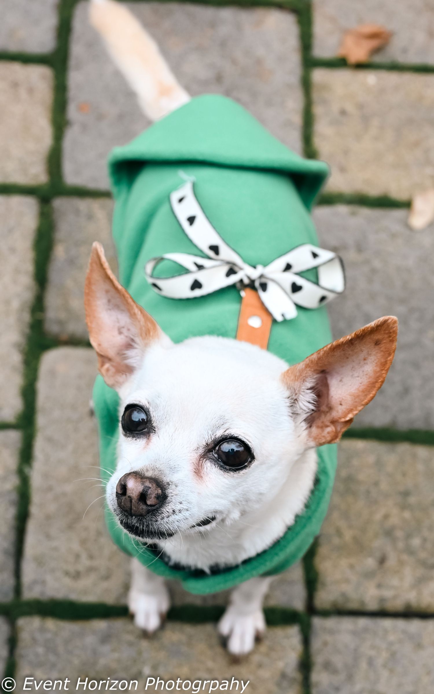 pets end of life holiday
