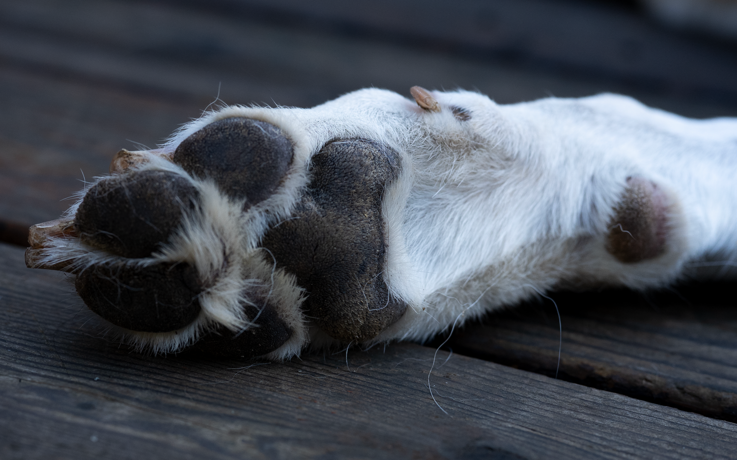 pets end of life holiday