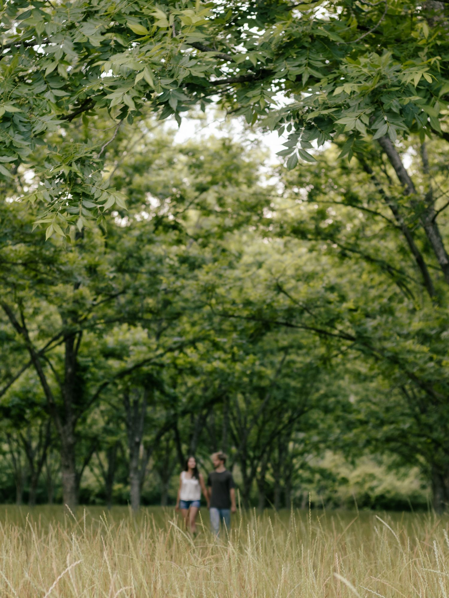 Two people walk side by side through tall golden grass beneath a leafy green tree canopy in a peaceful, sunlit woodland meadow.