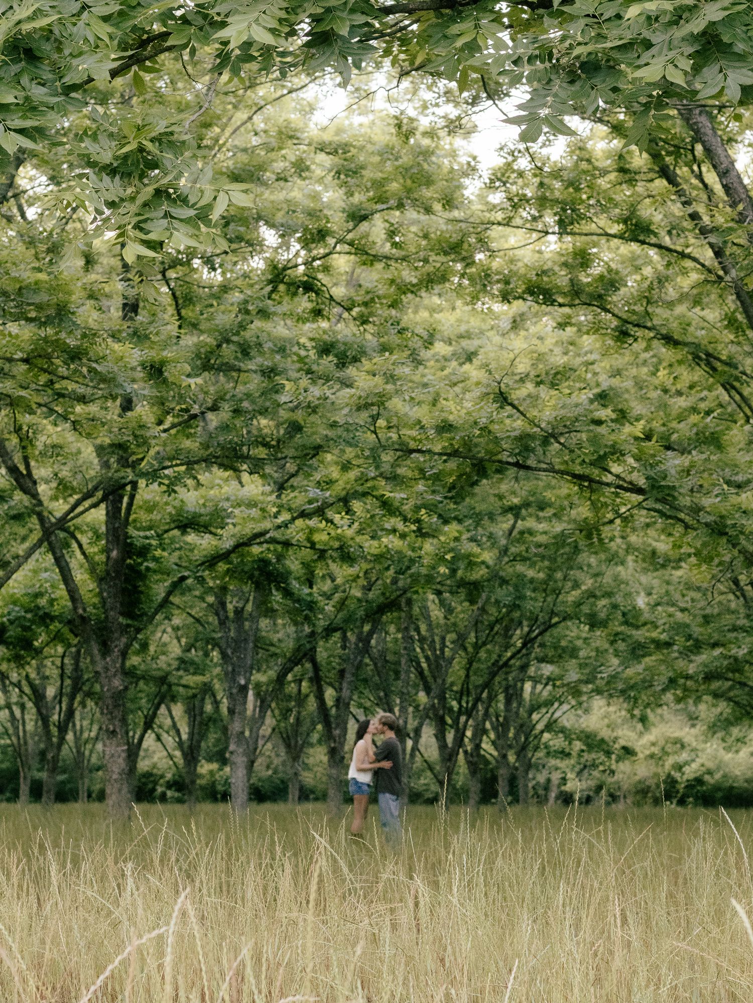 Couple embracing in a tall golden grass field beneath a canopy of lush green trees in a peaceful, sunlit woodland orchard.
