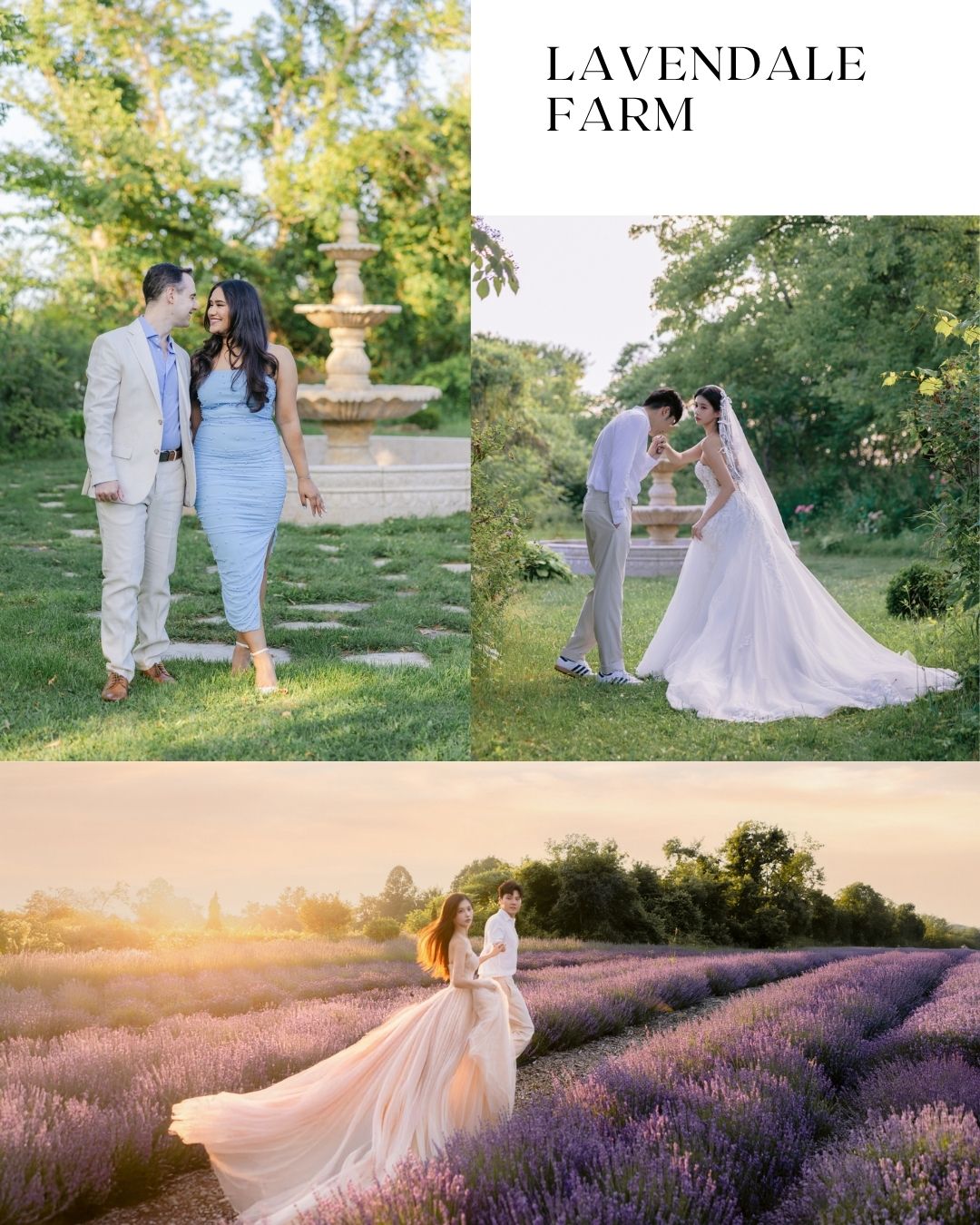 Couple poses at Lavendale Farm with fountain, bride in lavender field at golden sunset wearing flowing gown.