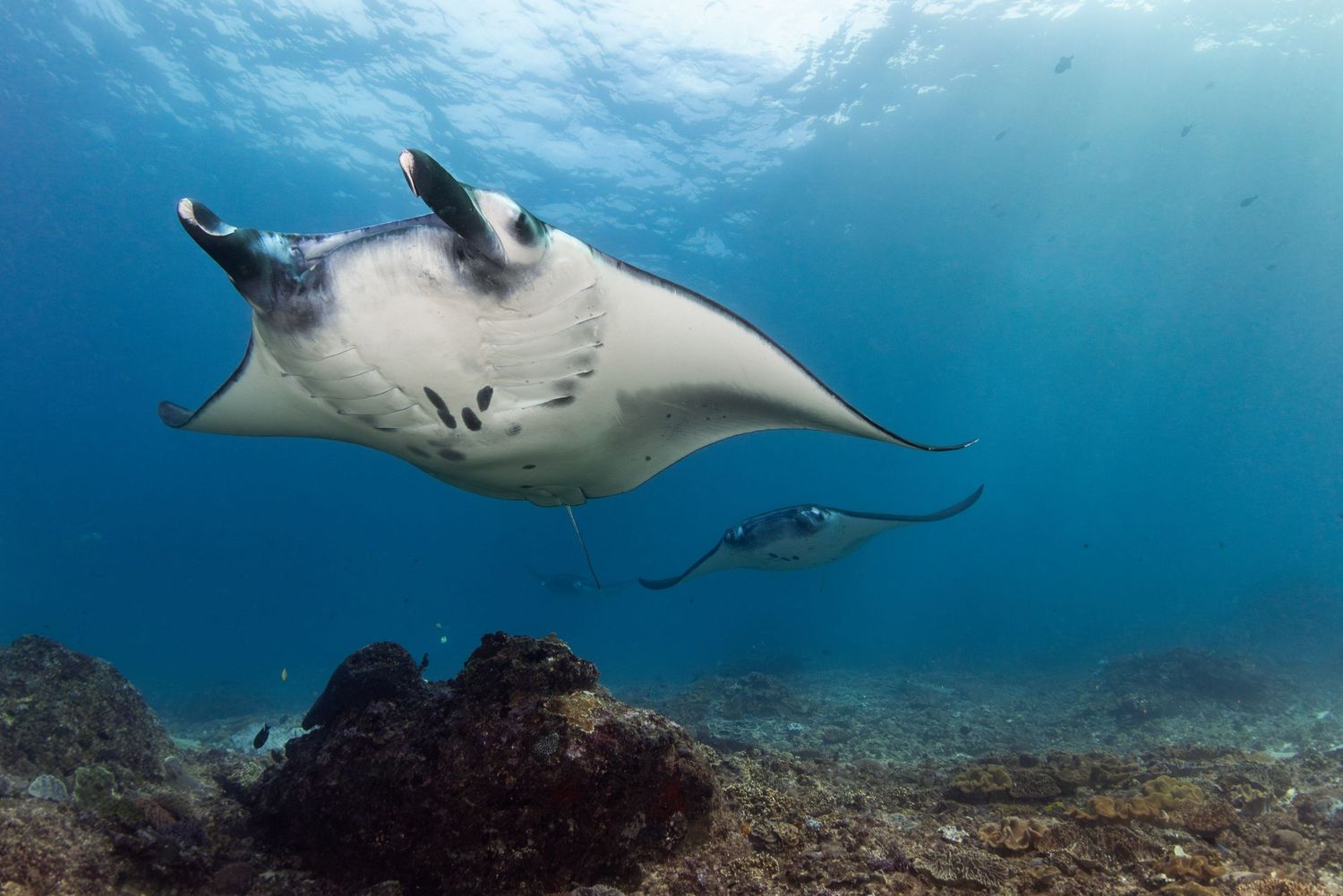 A group of manta rays gracefully glide through clear blue ocean waters near a coral reef.
