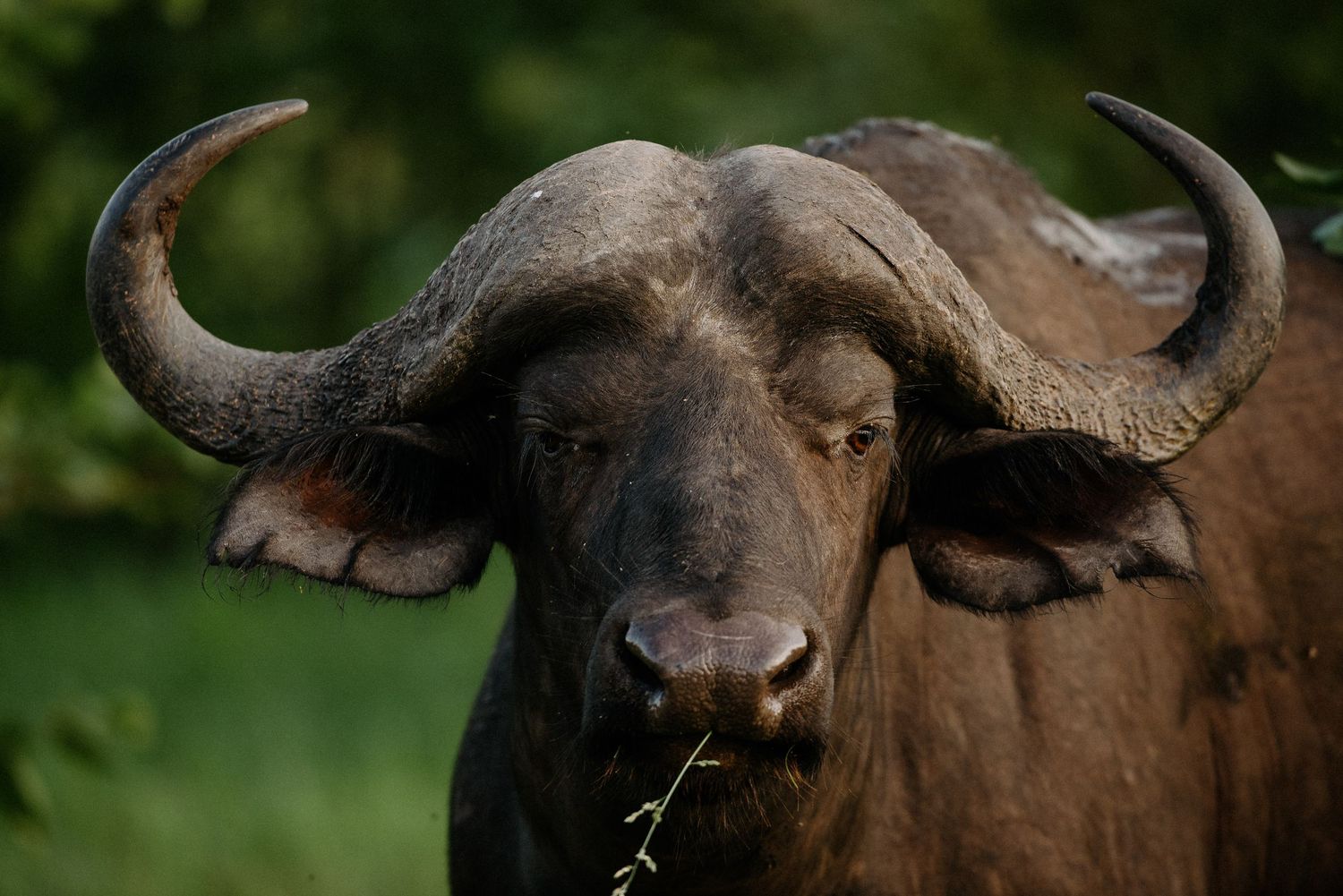 A herd of Cape buffalo with large curved horns grazing in the African savanna grasslands.