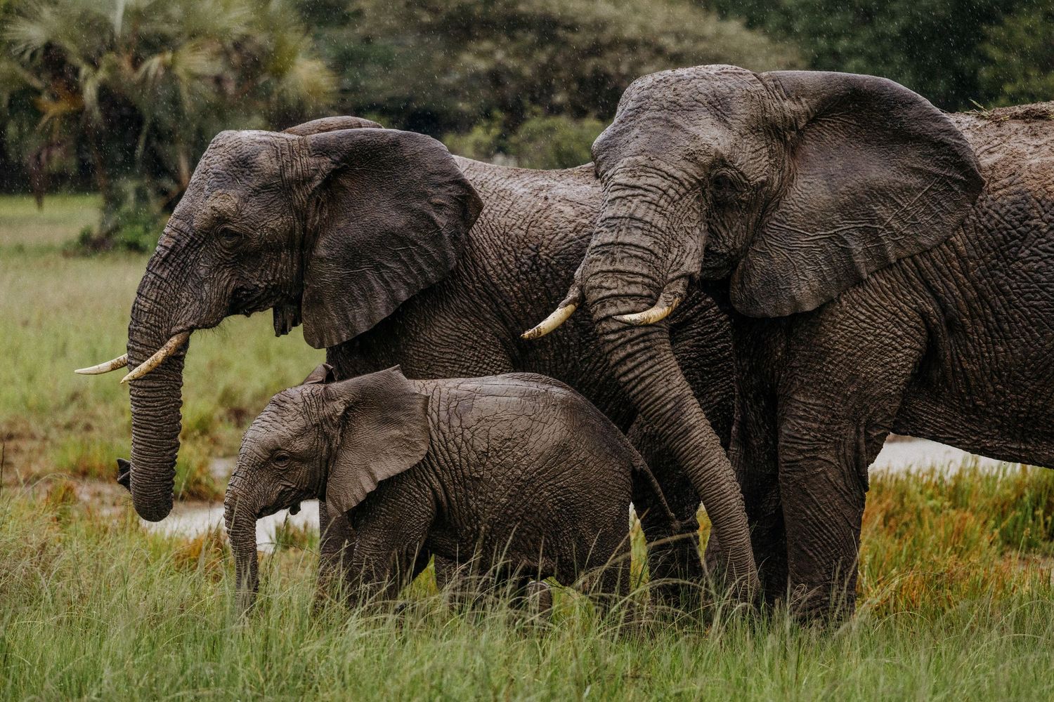 Group of African elephants walking together through grassland.
