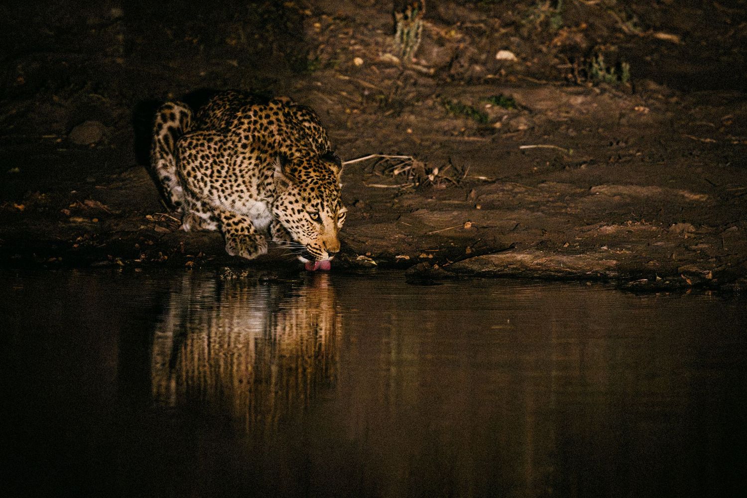 A jaguar prowls along the water's edge in a dark forest setting, its spotted coat reflecting in the still water.