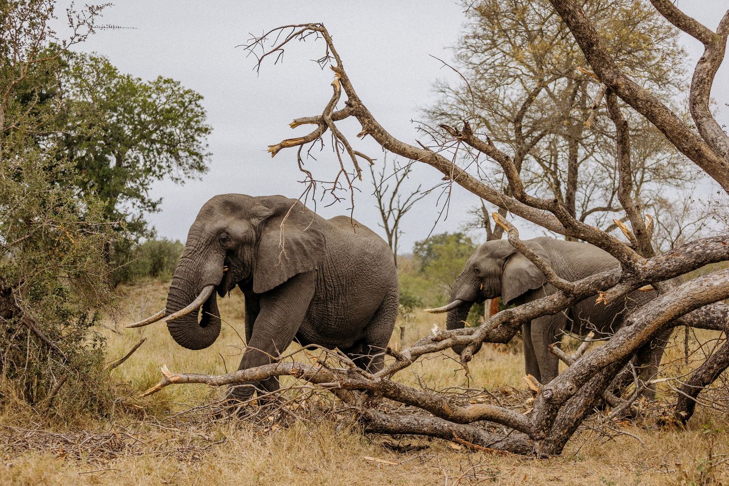 A wild elephant knocks down a tree in the African savanna during a dramatic sequence of photographs.