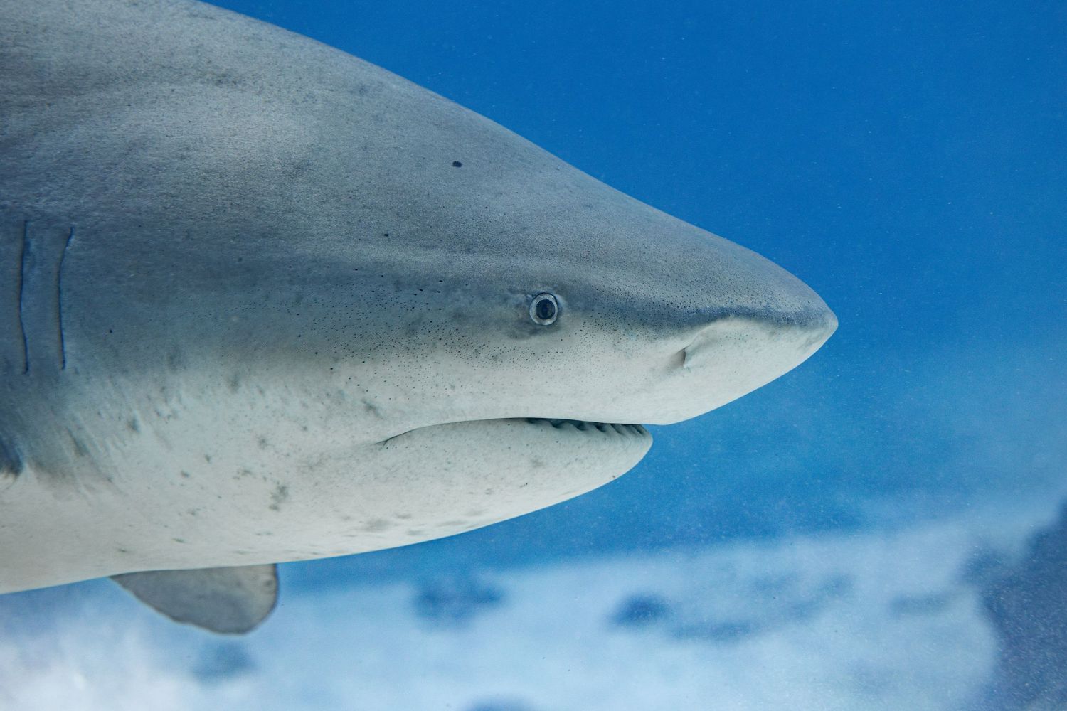 Close-up profile view of a bull shark's head and snout against a blue ocean background.