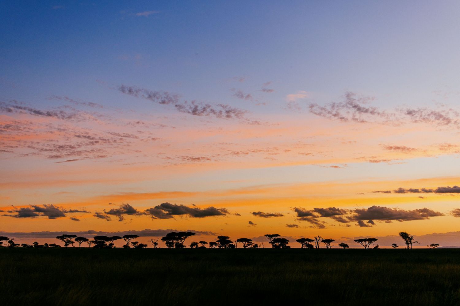 Stunning African savanna sunset silhouettes acacia trees against vibrant orange and blue sky with scattered clouds.