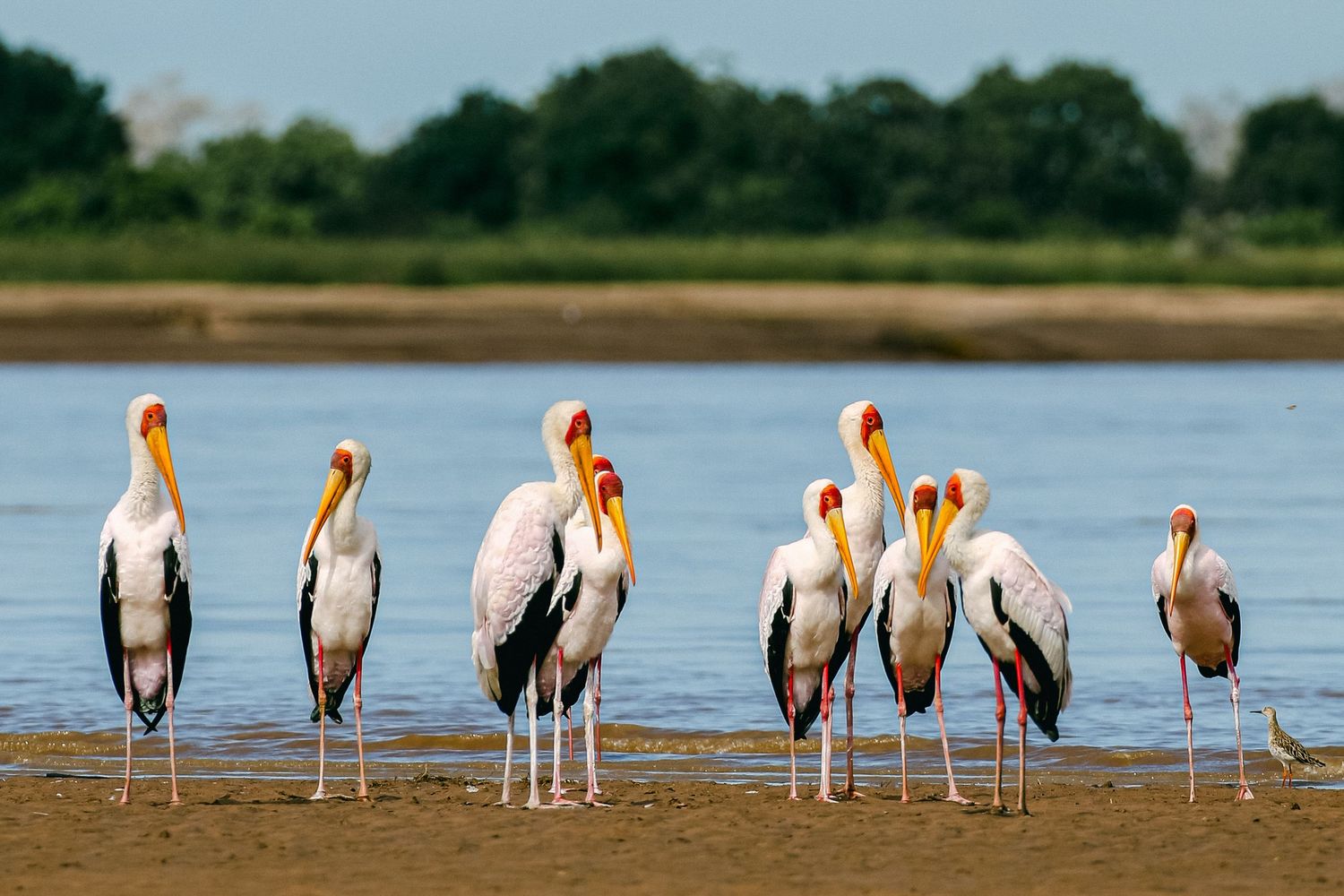 A group of yellow-billed storks standing on a sandy riverbank with water and green trees in the background.