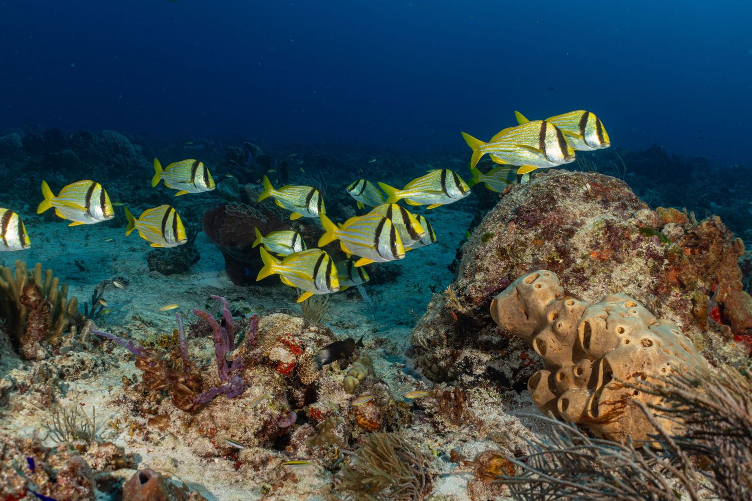 School of yellow and black striped porkfish swim near a coral reef in crystal clear Caribbean waters.