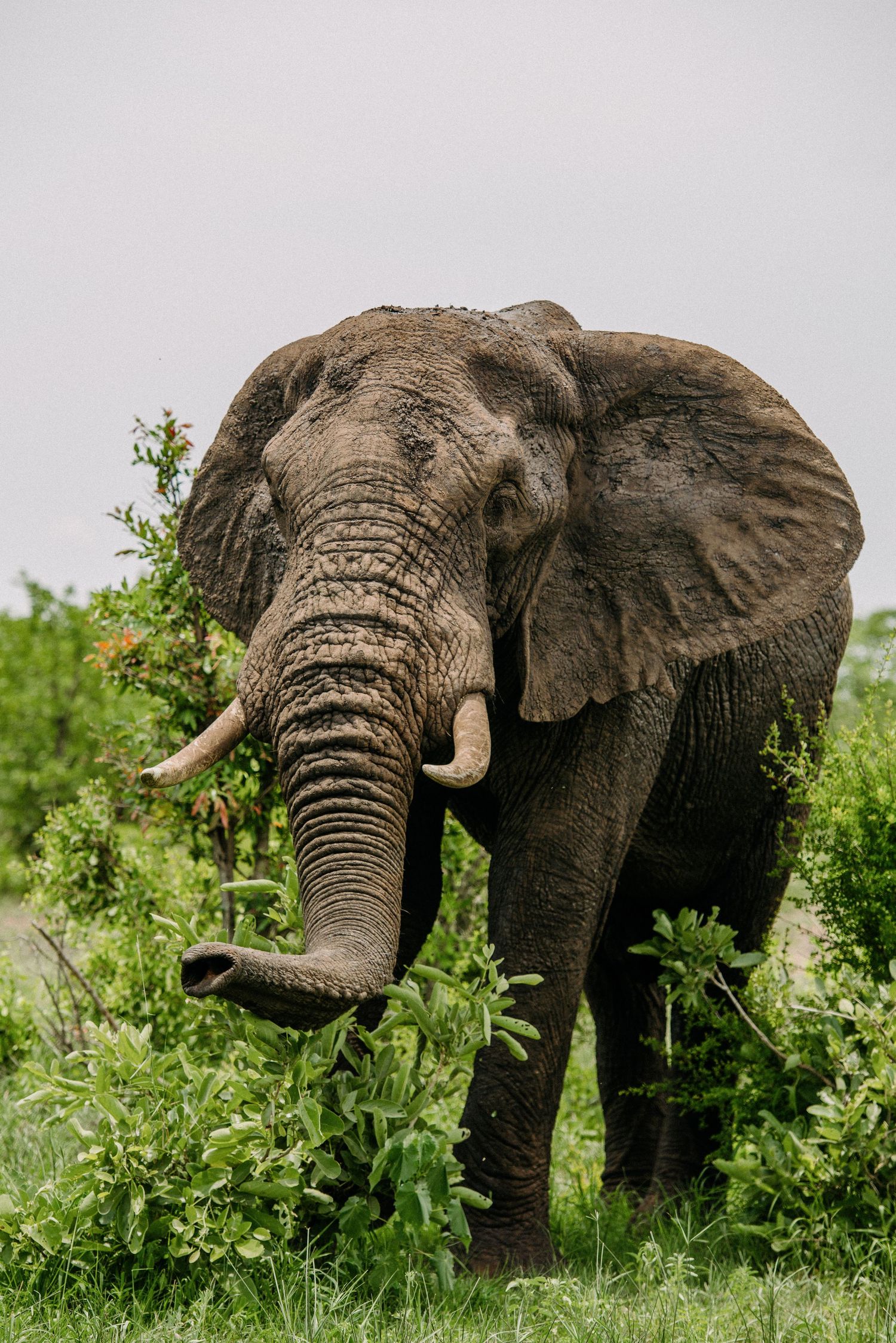 A majestic African elephant with large tusks stands among green vegetation in natural habitat.