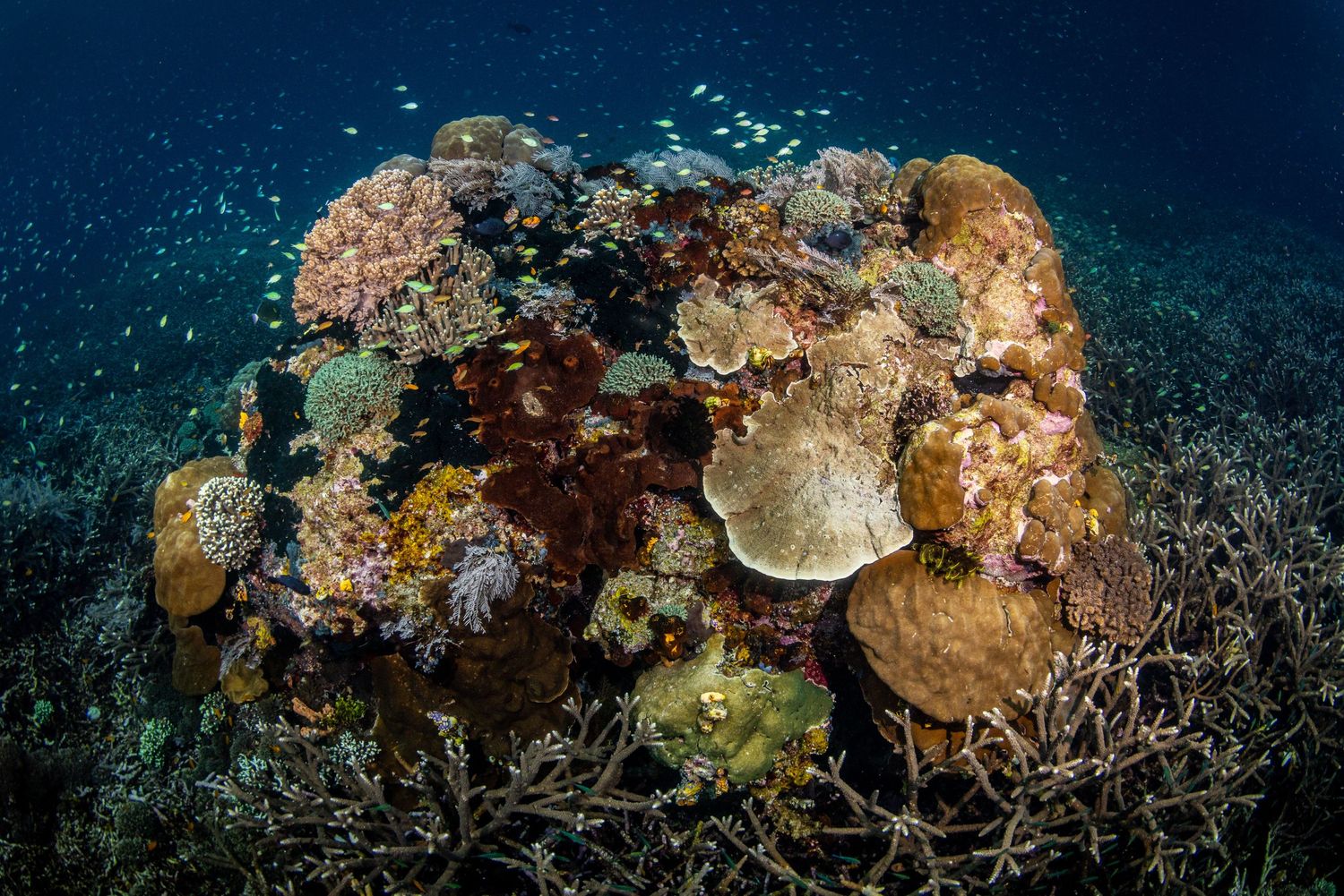 Colorful coral reef formations with diverse marine life in deep blue underwater environment.